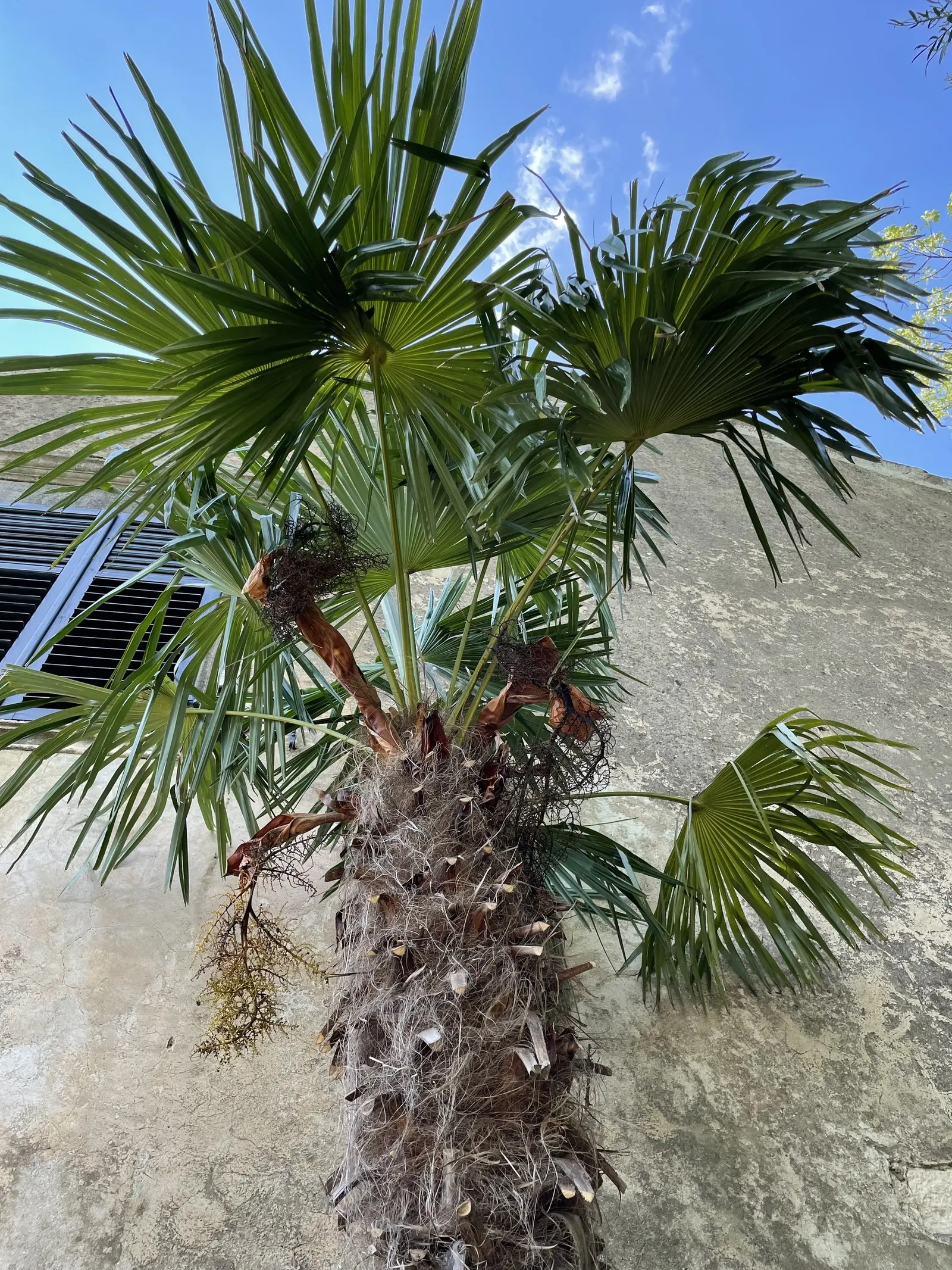 Waggie Palm (Trachycarpus Wagnerianus) — With a slow growth rate, it reaches up to 12ft tall and 5ft wide