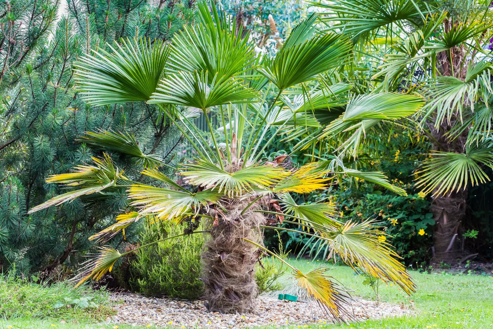 Waggie Palm (Trachycarpus Wagnerianus) — The palm's growth rate is relatively slow