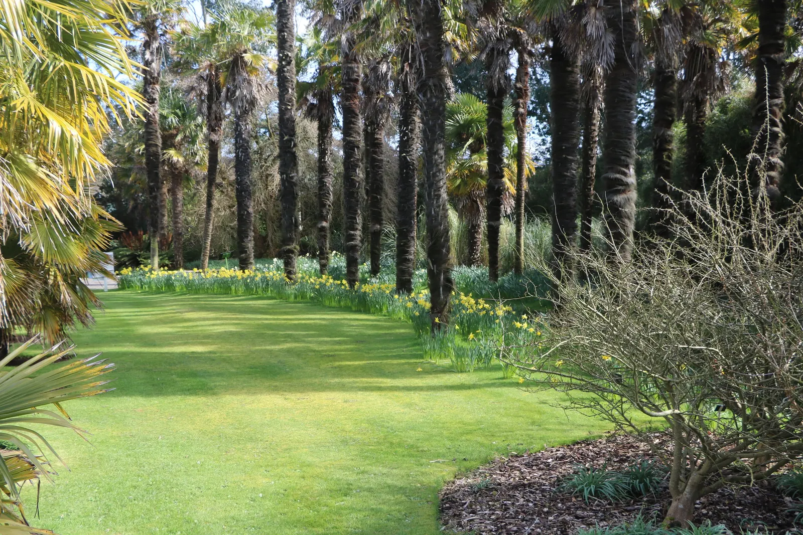 Waggie Palm (Trachycarpus Wagnerianus) — but it is distinguished by its smaller and stiffer leaves that form a more symmetrical crown than its relative