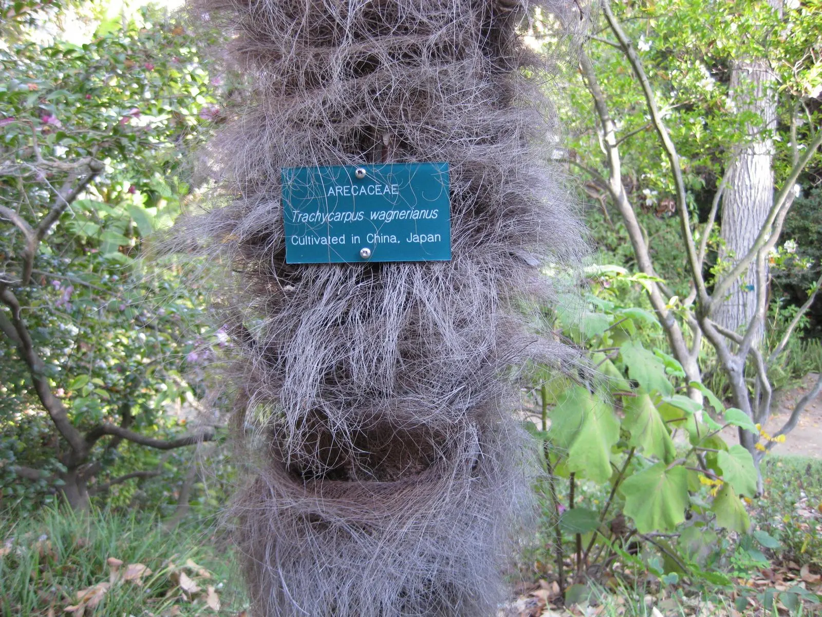 Waggie Palm (Trachycarpus Wagnerianus) — scientifically named Trachycarpus wagnerianus