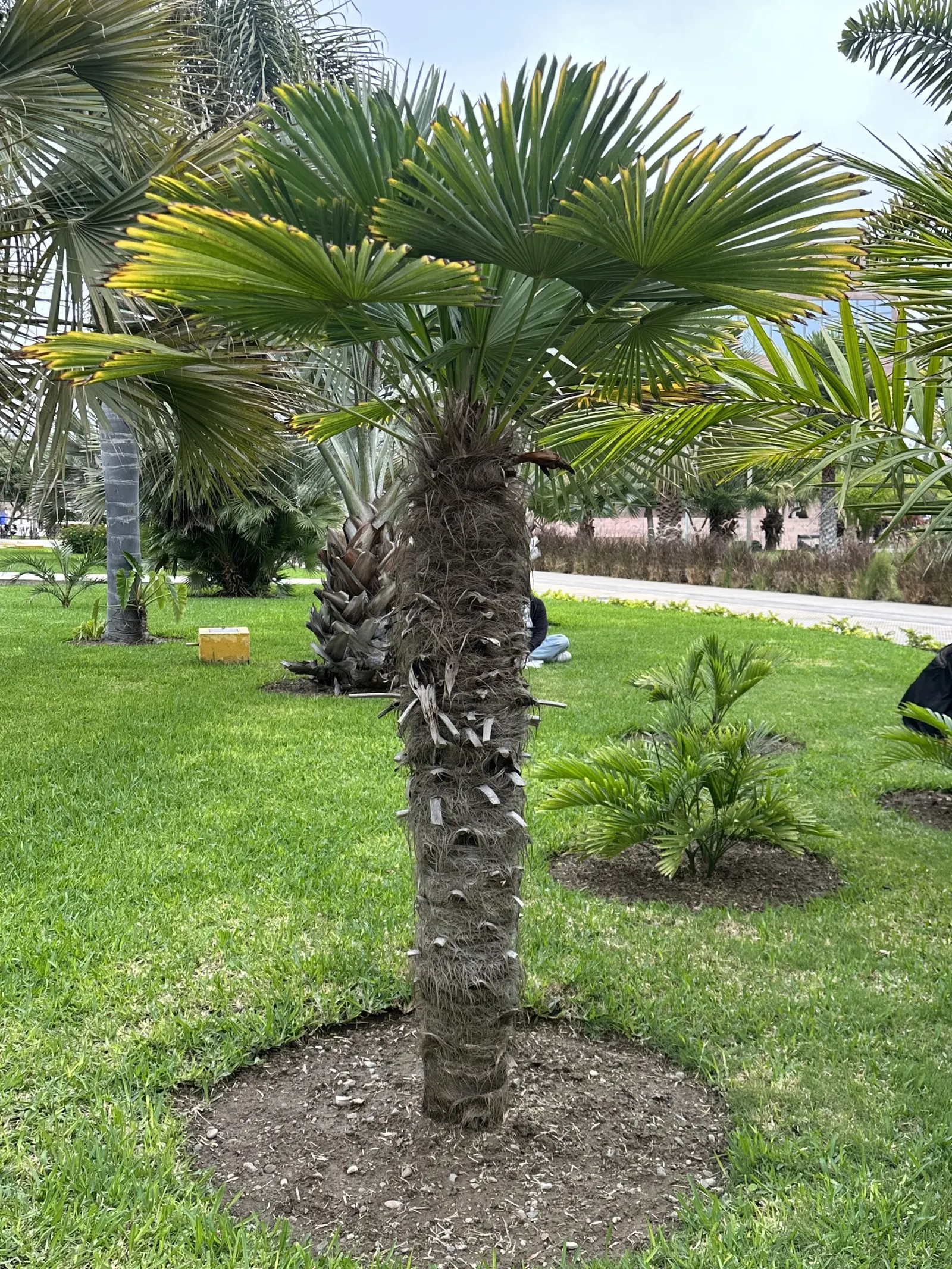 Waggie Palm (Trachycarpus Wagnerianus) — The leaves span approximately 2 to 3 feet across and create a lush, dense canopy atop a sturdy, fibrous trunk