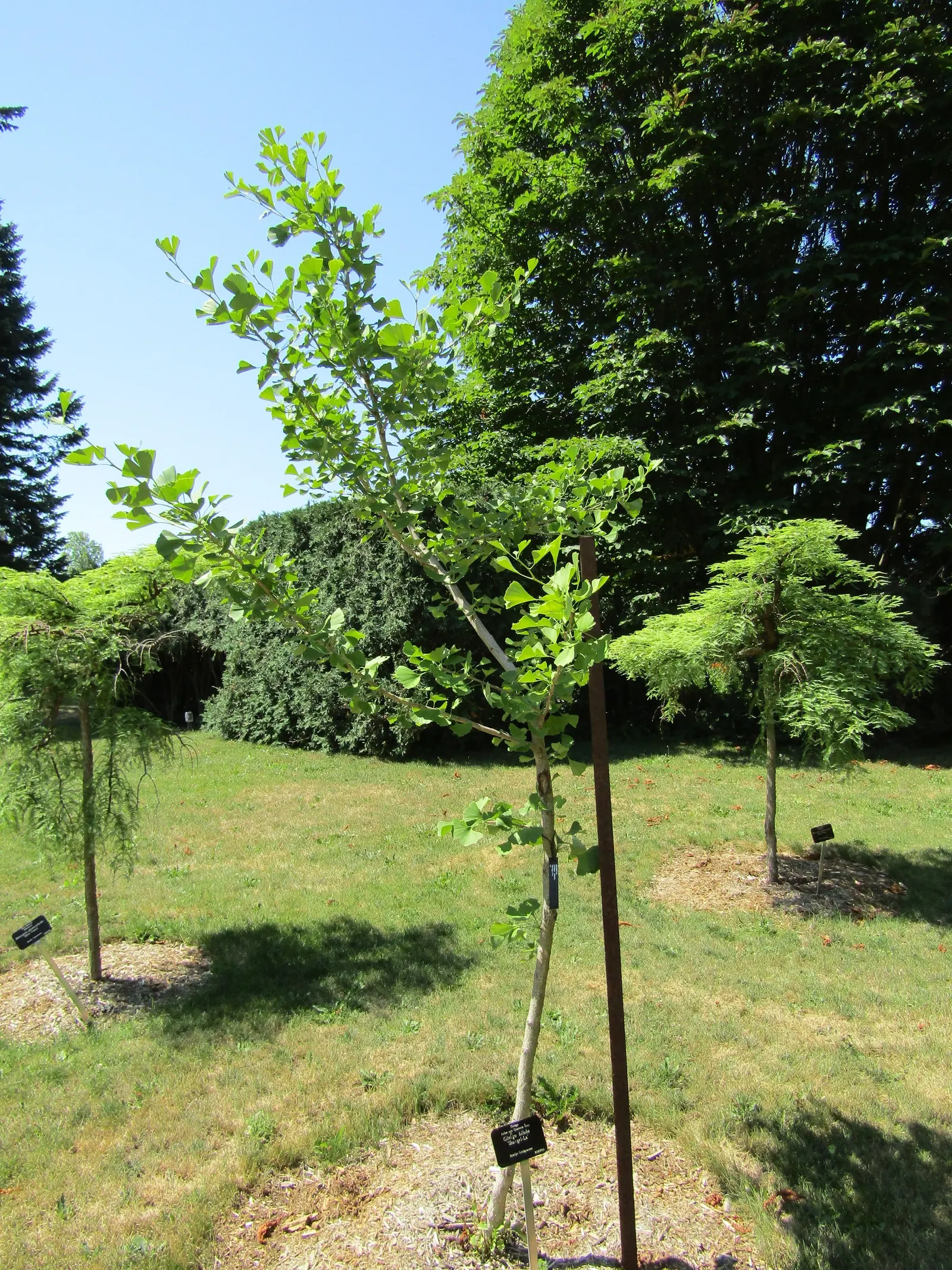 Shangri-La Maidenhair Tree (Ginkgo Biloba 'Shangri-La) — The Ginkgo biloba 'Shangri-La' is a compact