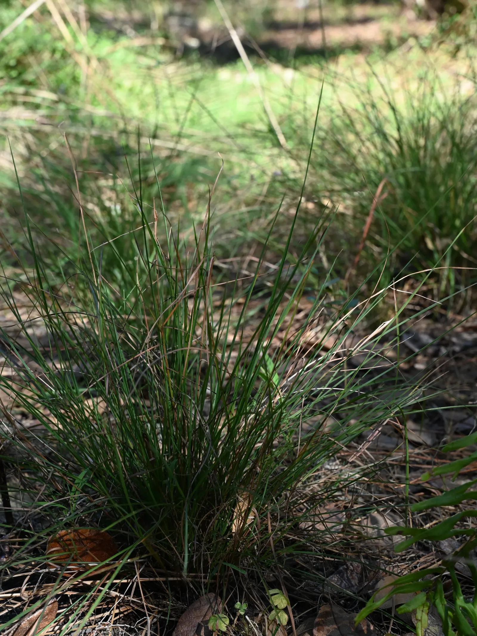 Florida Gamagrass (Tripsacum Floridanum) — commonly known as Florida Gamagrass