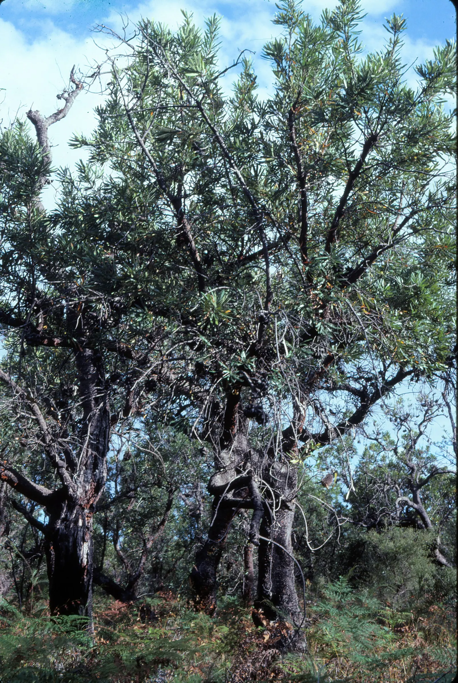 Swamp Paperbark (Melaleuca Ericifolia) — The foliage consists of slender