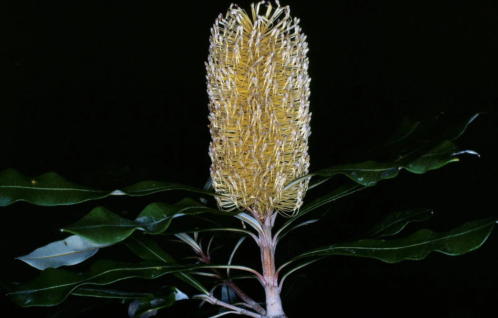 Swamp Paperbark (Melaleuca Ericifolia) — ranging in color from white to cream