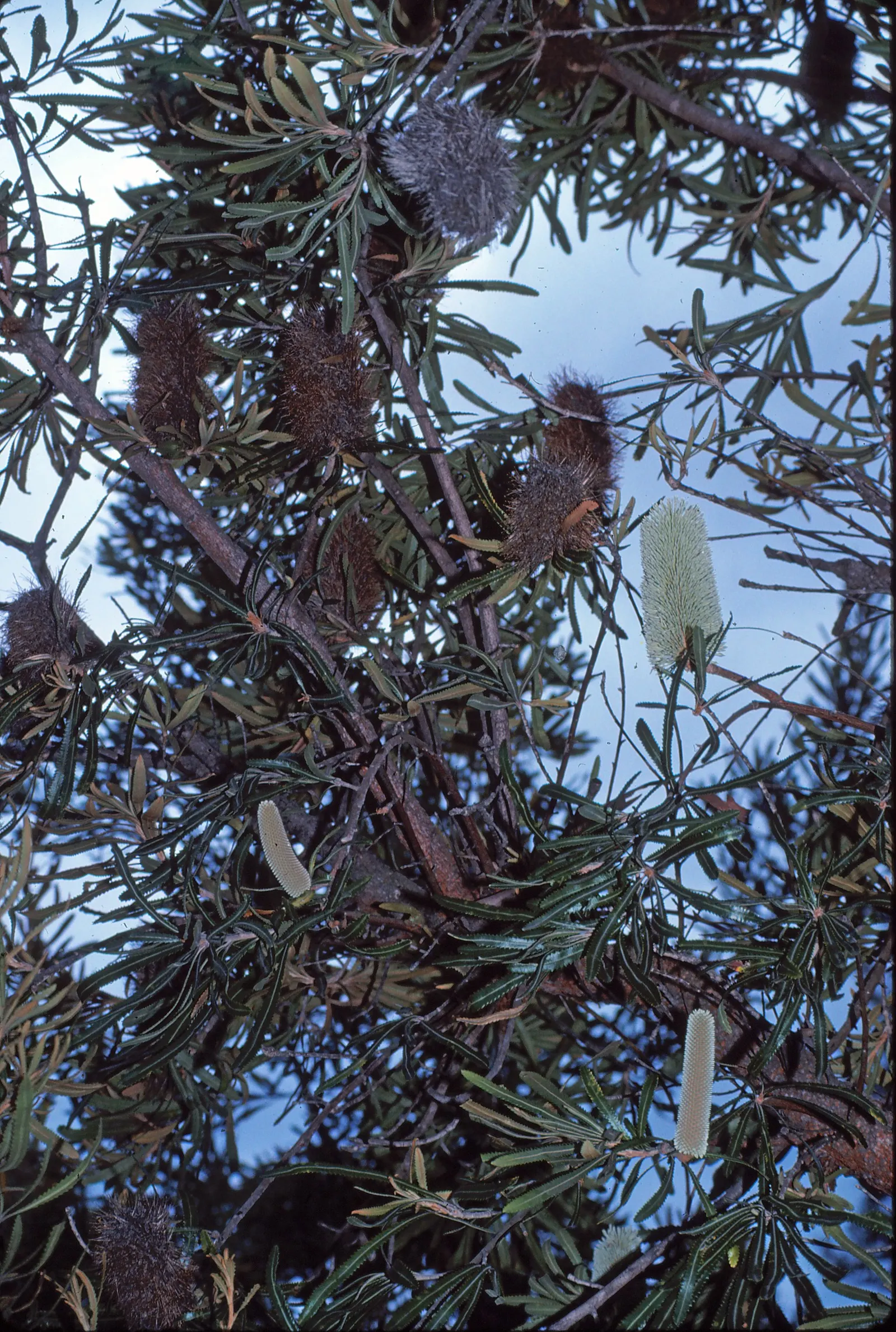 Swamp Paperbark (Melaleuca Ericifolia) — The Swamp Paperbark, Melaleuca ericifolia, thrives in wet conditions, reaching up to 20-30 ft tall