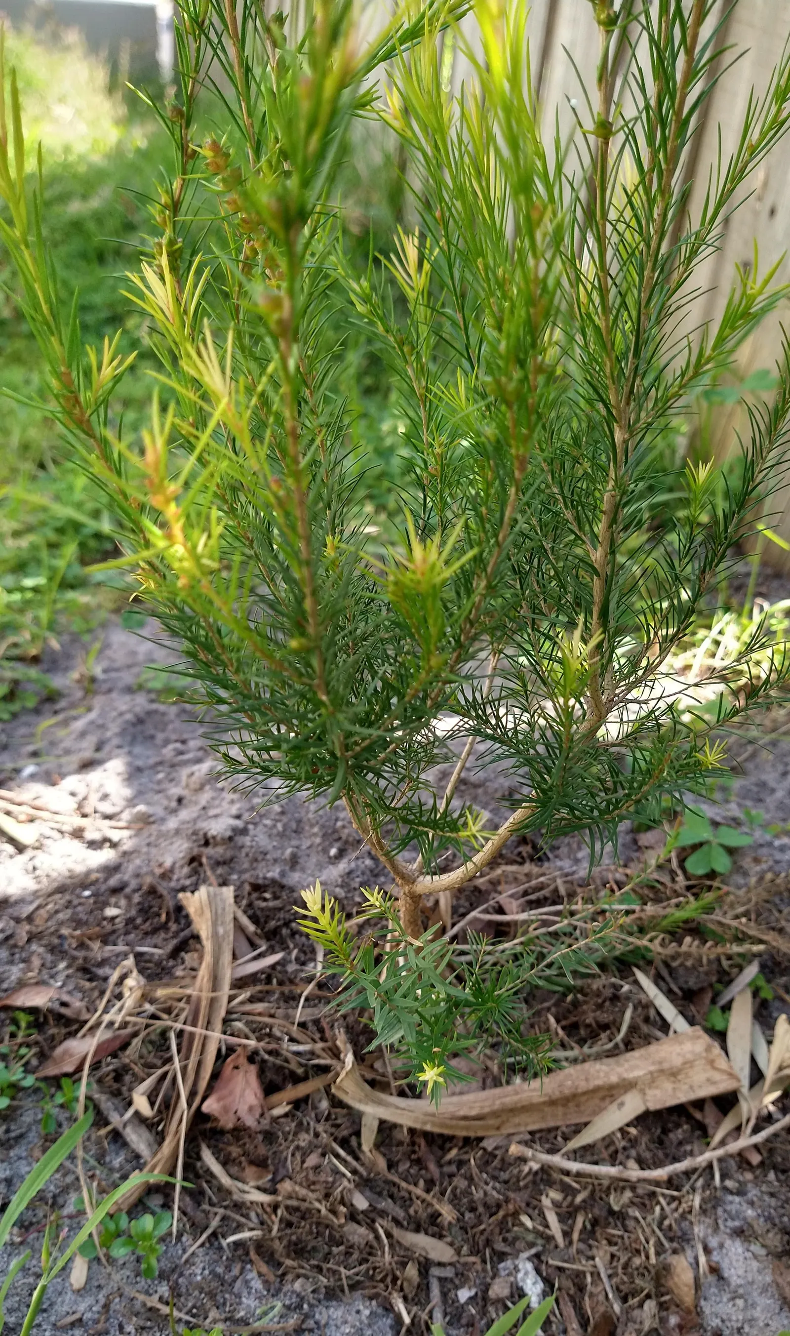 Swamp Paperbark (Melaleuca Ericifolia) — renowned for its adaptability and ornamental qualities