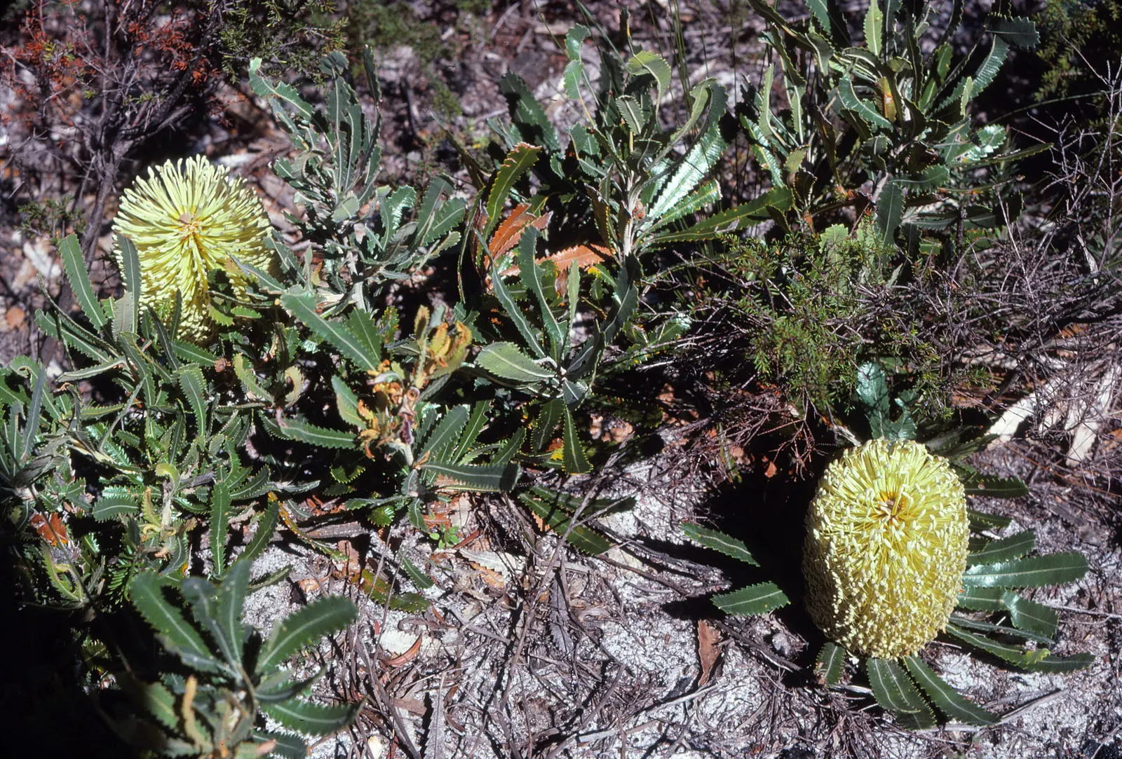 Swamp Paperbark (Melaleuca Ericifolia) — emerge in the spring or early summer