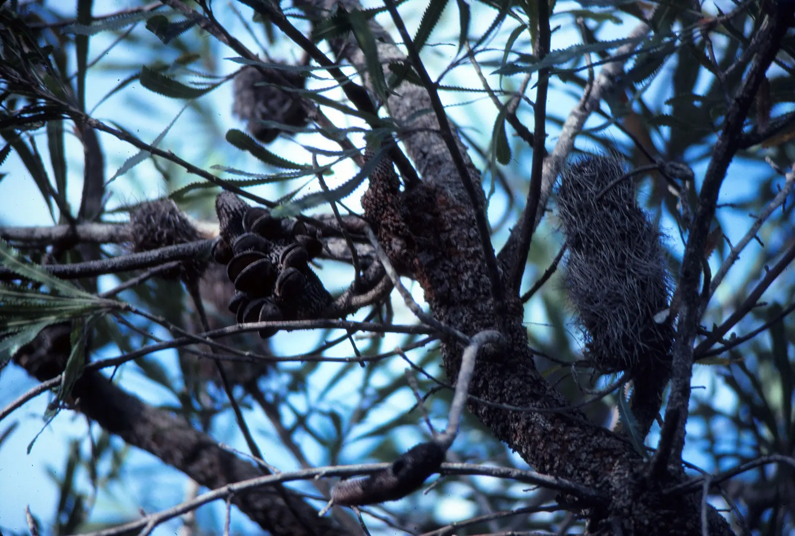 Swamp Paperbark (Melaleuca Ericifolia) — the Swamp Paperbark forms a rounded