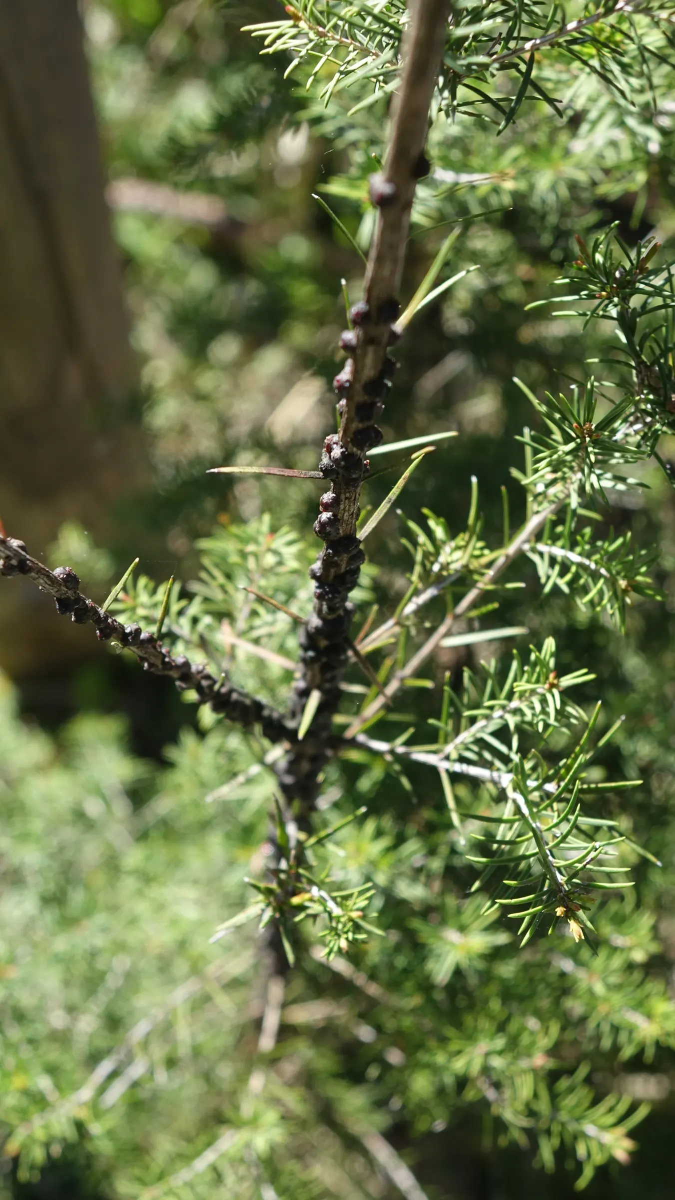 Swamp Paperbark (Melaleuca Ericifolia) — Aesthetic and ecological benefits include habitat provision and erosion control