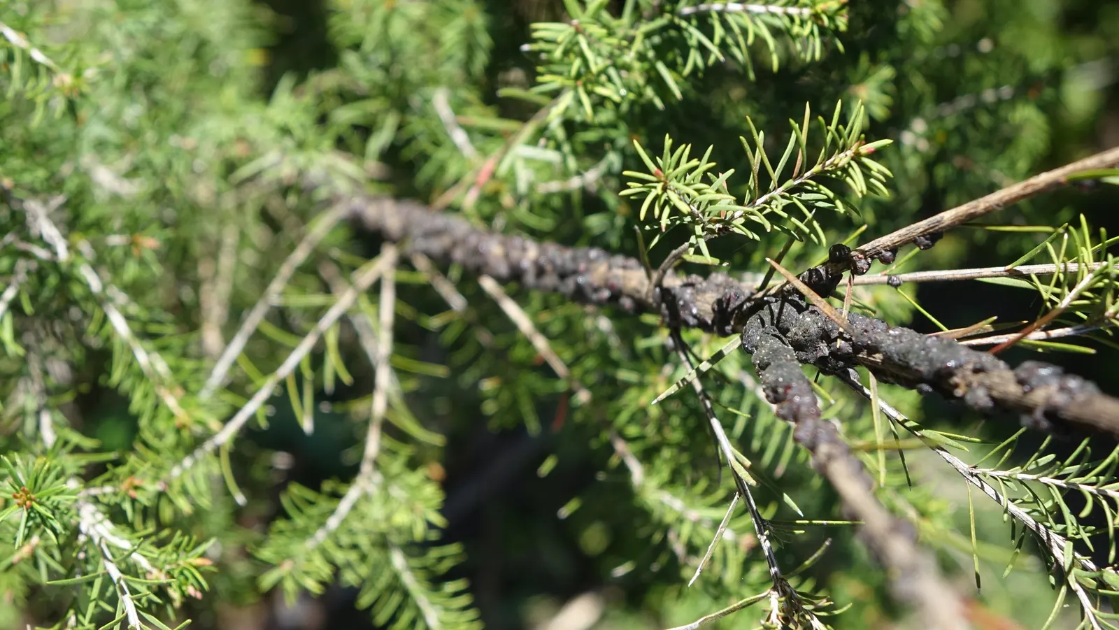 Swamp Paperbark (Melaleuca Ericifolia) — is an evergreen tree native to South Eastern Australia