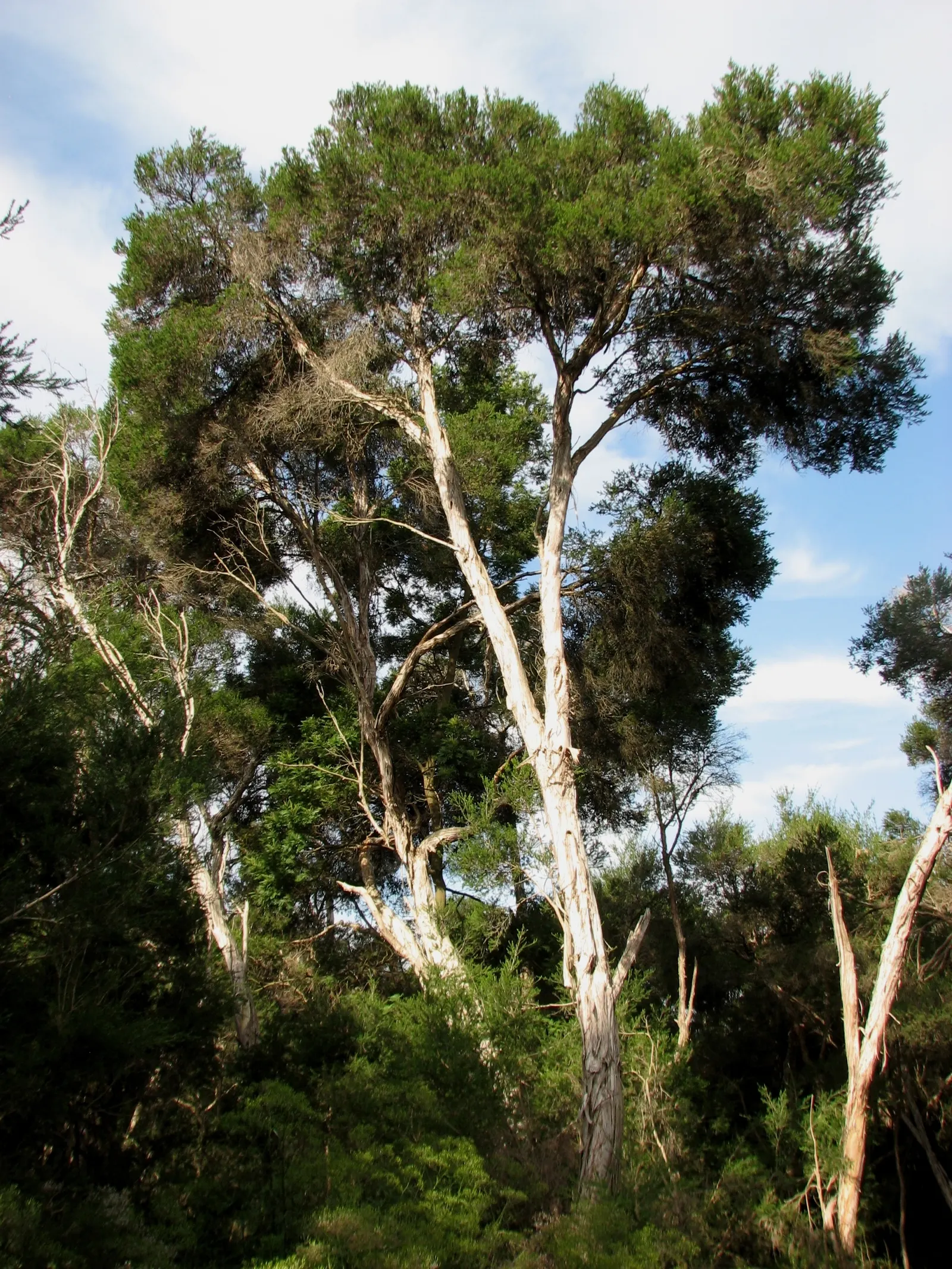 Swamp Paperbark (Melaleuca Ericifolia) — often found lining the edges of freshwater wetlands or in swampy lowlands