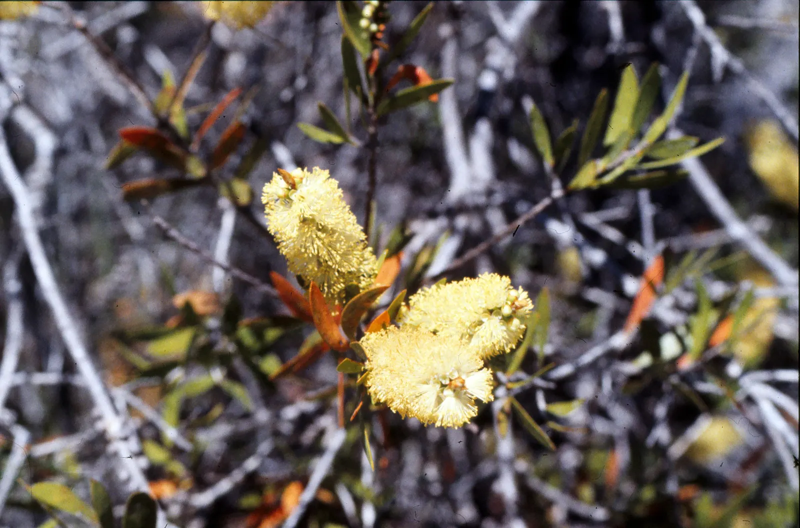 Swamp Paperbark (Melaleuca Ericifolia) — attracting a variety of pollinators