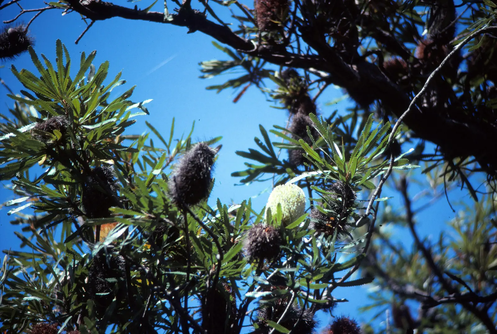 Swamp Paperbark (Melaleuca Ericifolia) — This hardy evergreen is ideal for wetland restoration