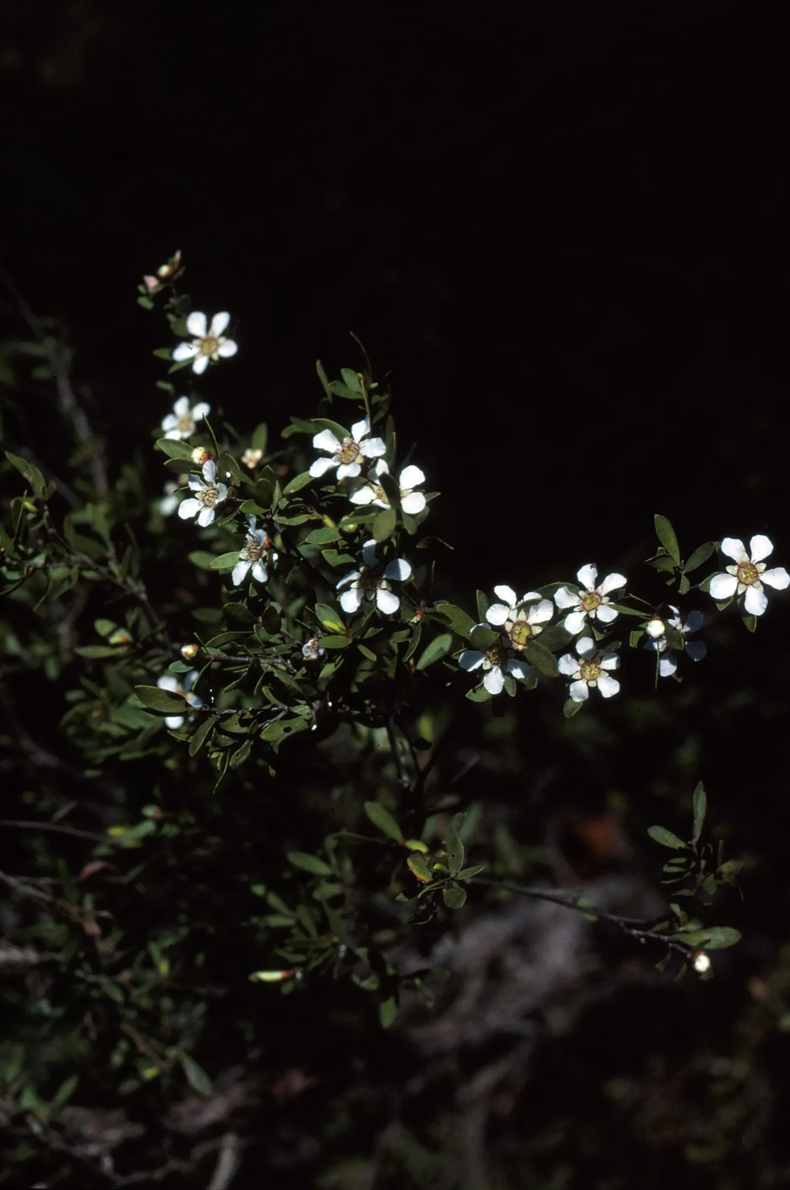 Swamp Paperbark (Melaleuca Ericifolia) — scientifically known as Melaleuca ericifolia