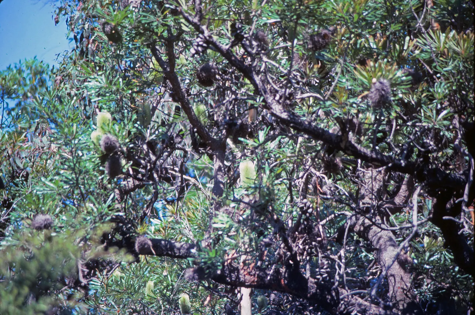 Swamp Paperbark (Melaleuca Ericifolia) — characterized by a fibrous texture that peels off in layers