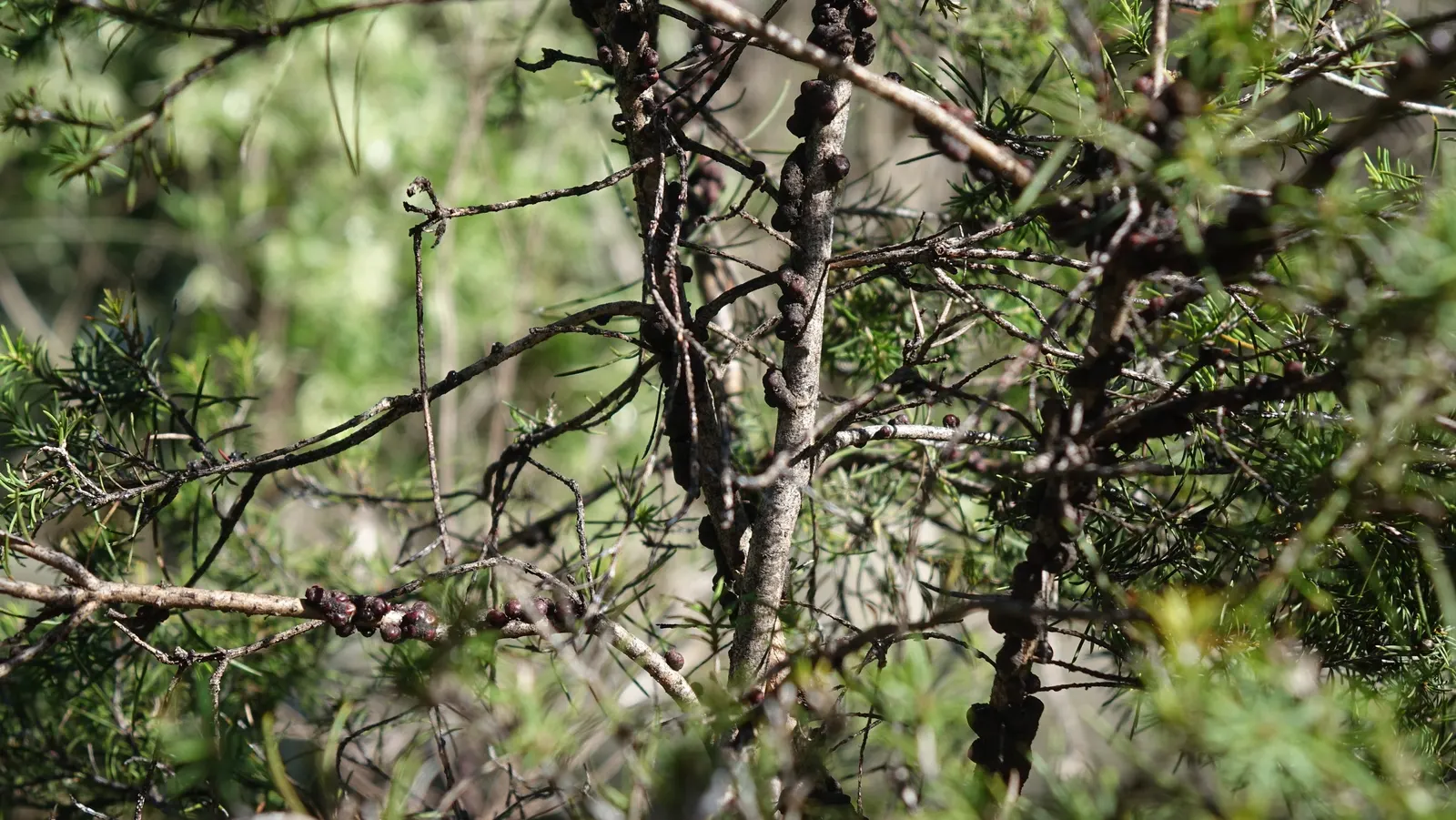 Swamp Paperbark (Melaleuca Ericifolia) — Perfect for low-maintenance, water-influenced landscapes