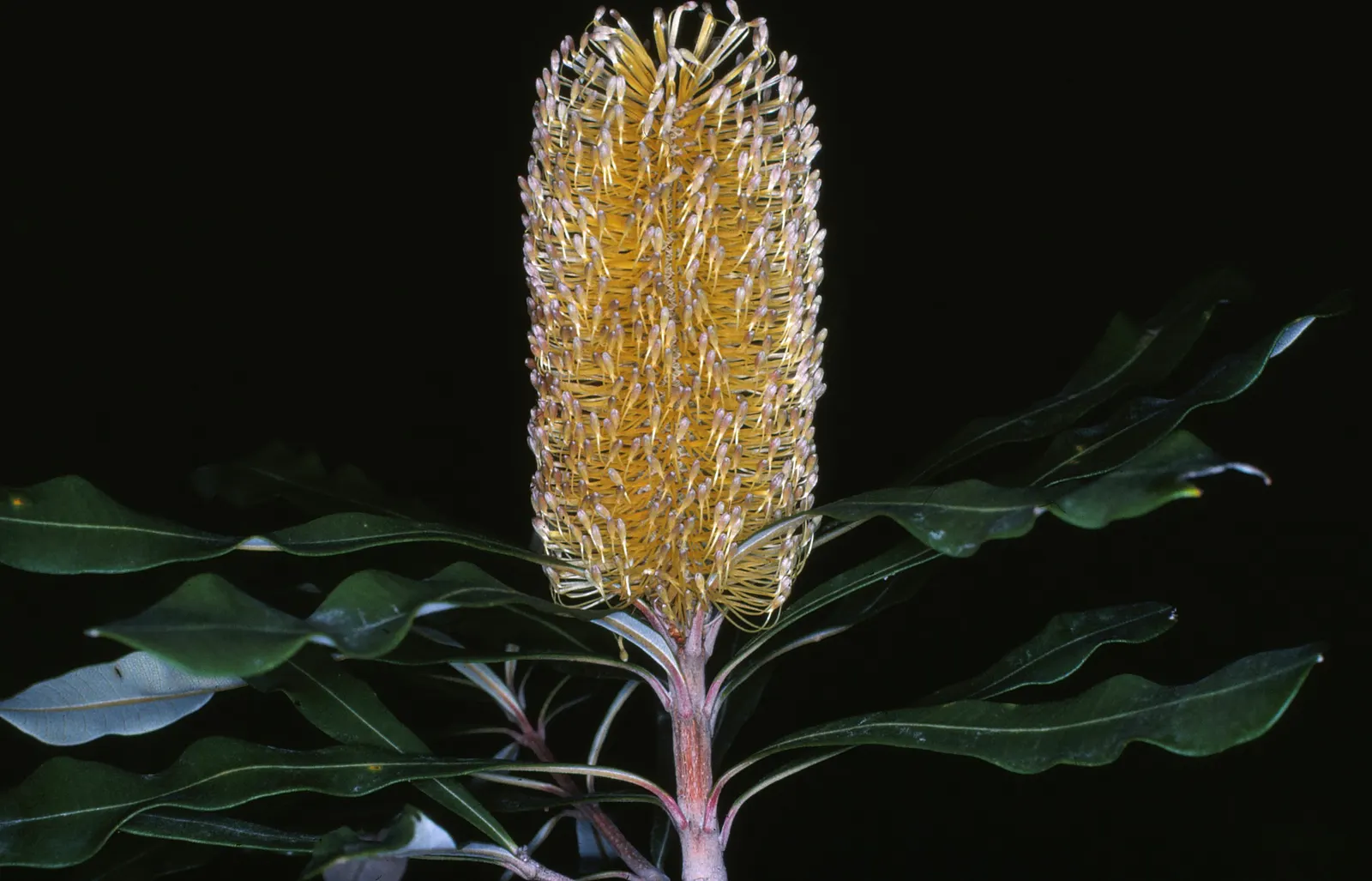 Swamp Paperbark (Melaleuca Ericifolia) — provided they are well-draining yet consistently moist