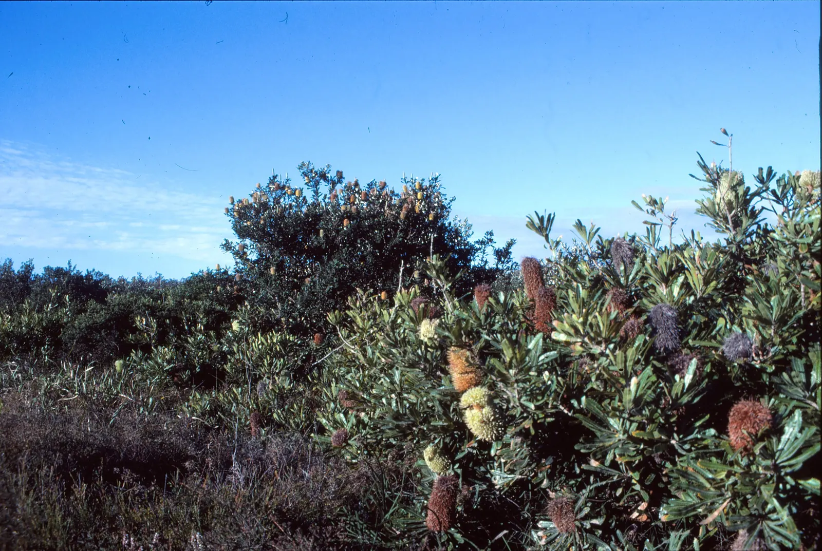 Swamp Paperbark (Melaleuca Ericifolia) — white flowers in the garden