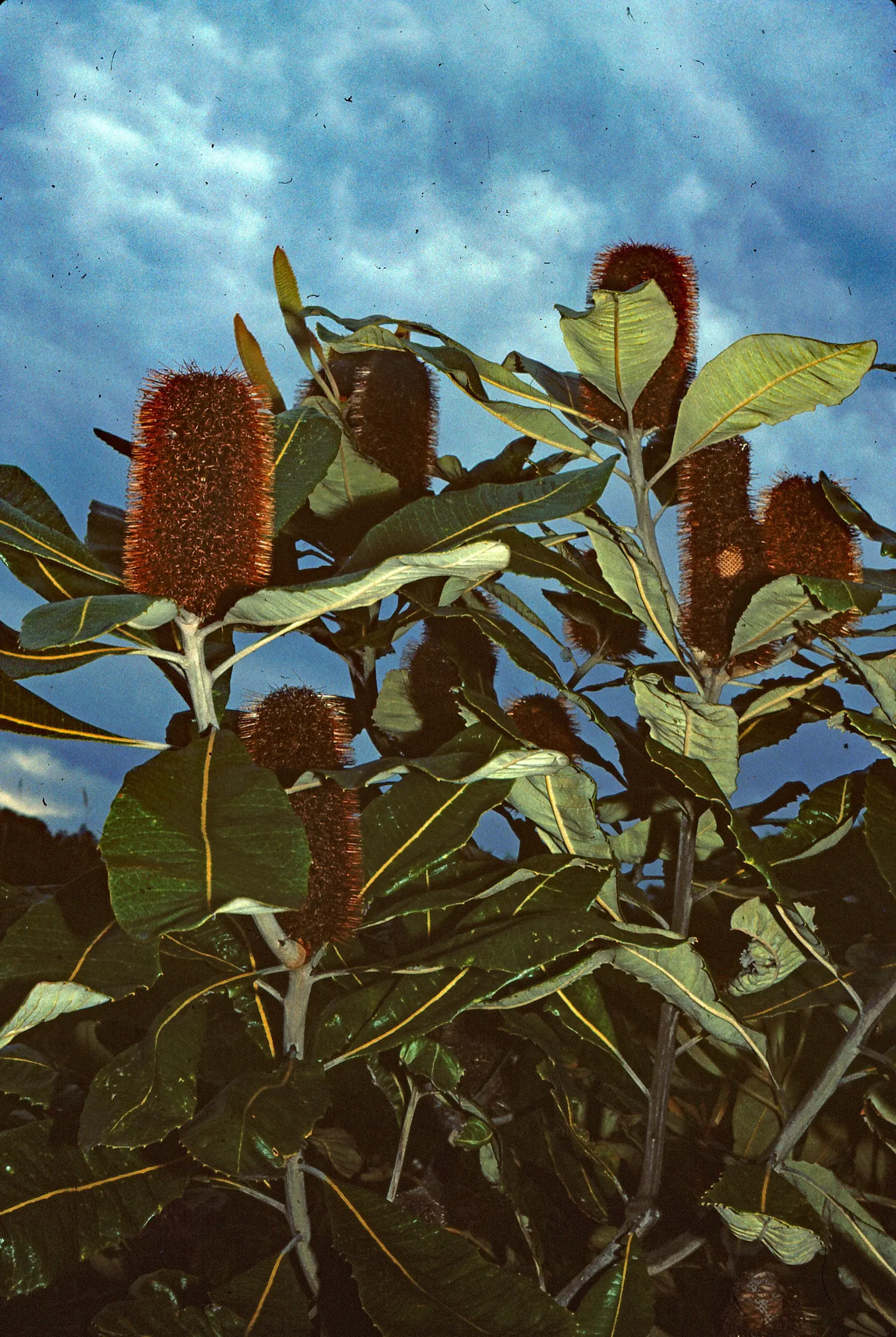 Swamp Paperbark (Melaleuca Ericifolia) — This species thrives in wet conditions