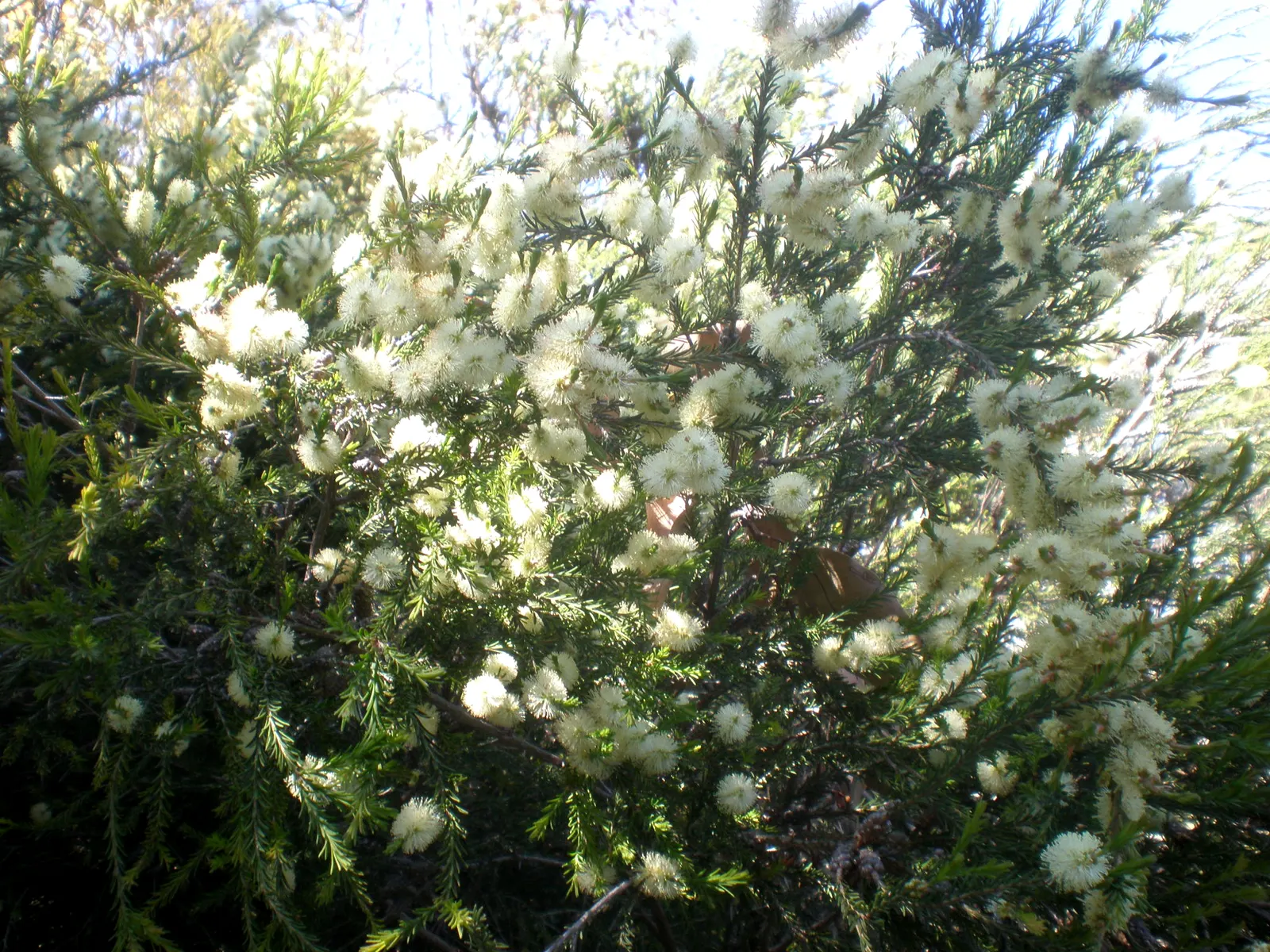 Swamp Paperbark (Melaleuca Ericifolia) — possessing a tolerance for both drought and waterlogging