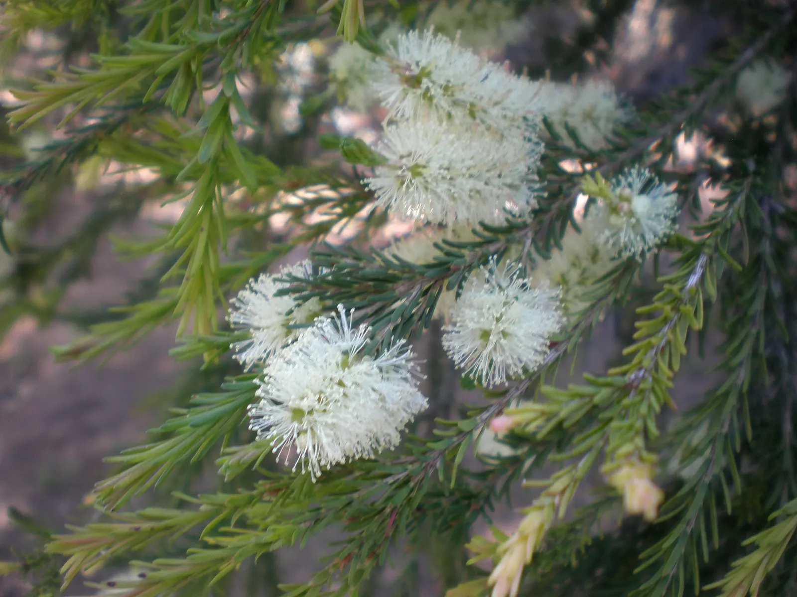 Swamp Paperbark (Melaleuca Ericifolia) — shrub with white blooms