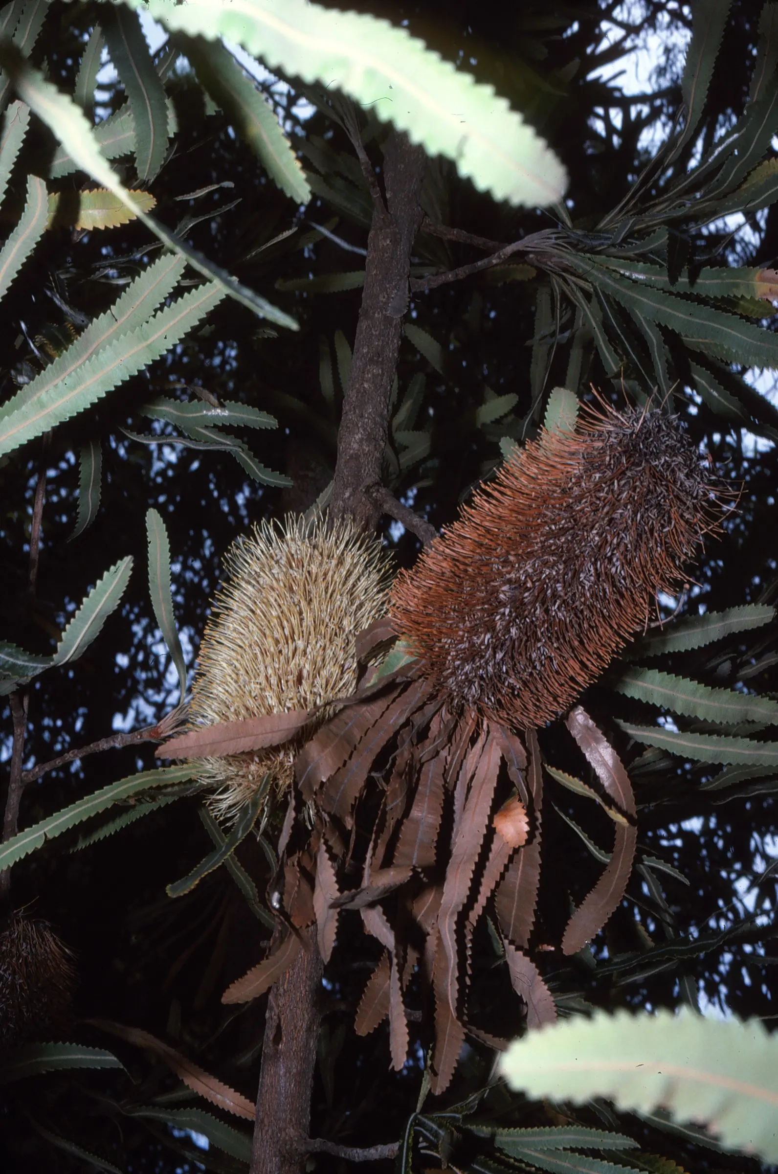 Swamp Paperbark (Melaleuca Ericifolia) — which provides substantial visual interest and habitat value