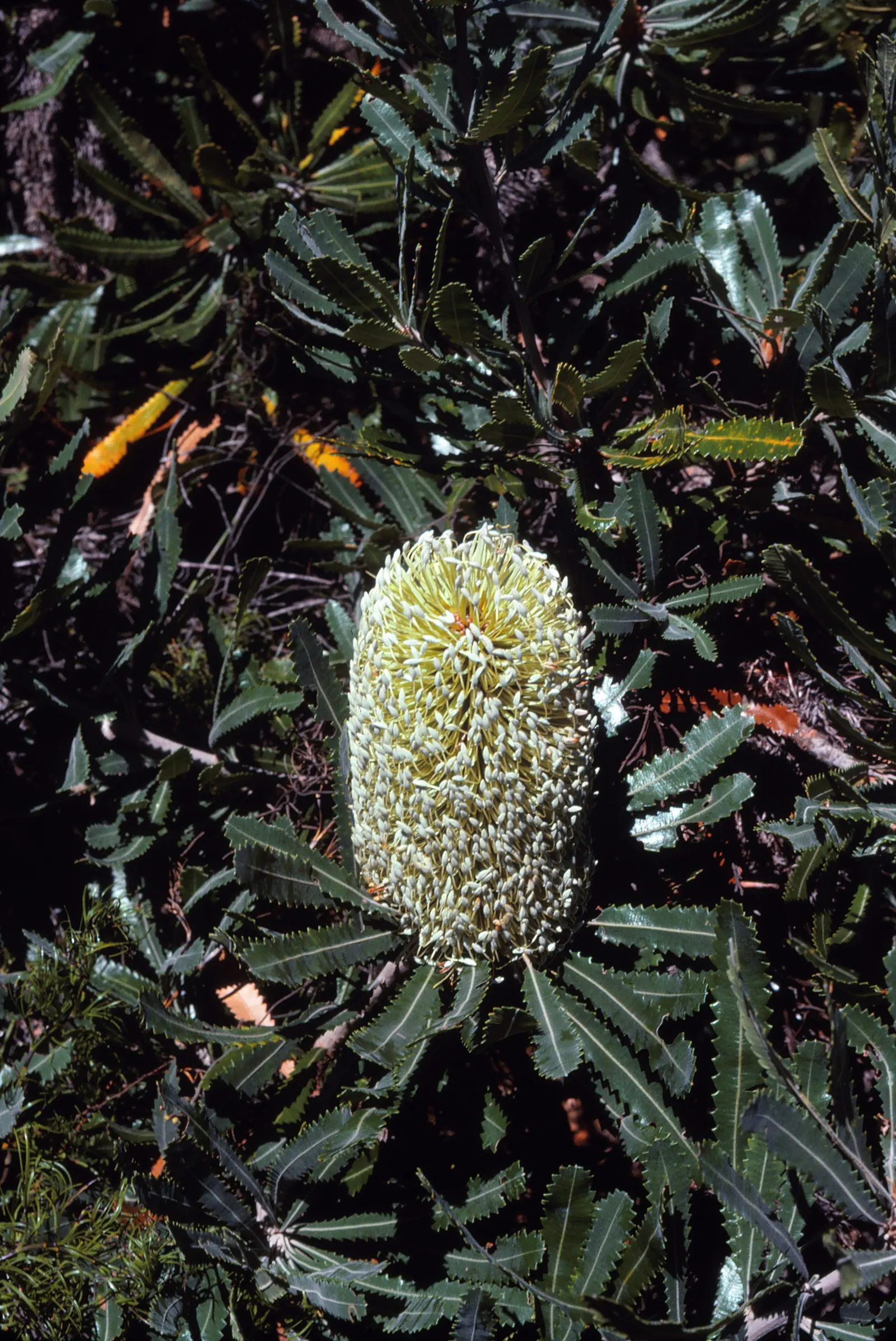 Swamp Paperbark (Melaleuca Ericifolia) — It features narrow leaves and woody capsules