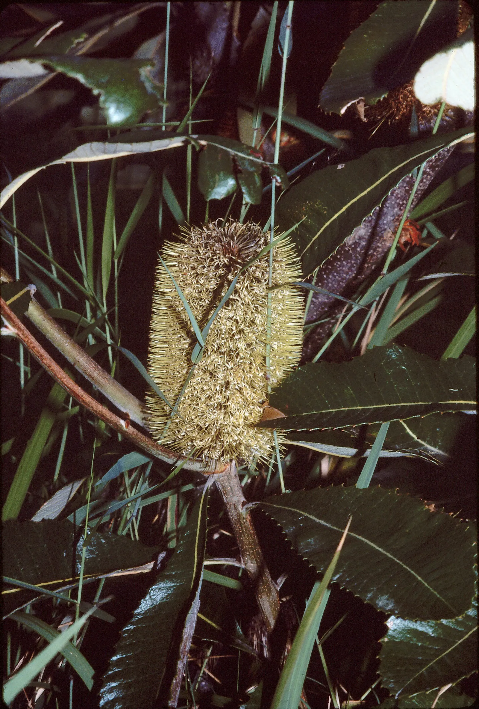Swamp Paperbark (Melaleuca Ericifolia) — shrub for full