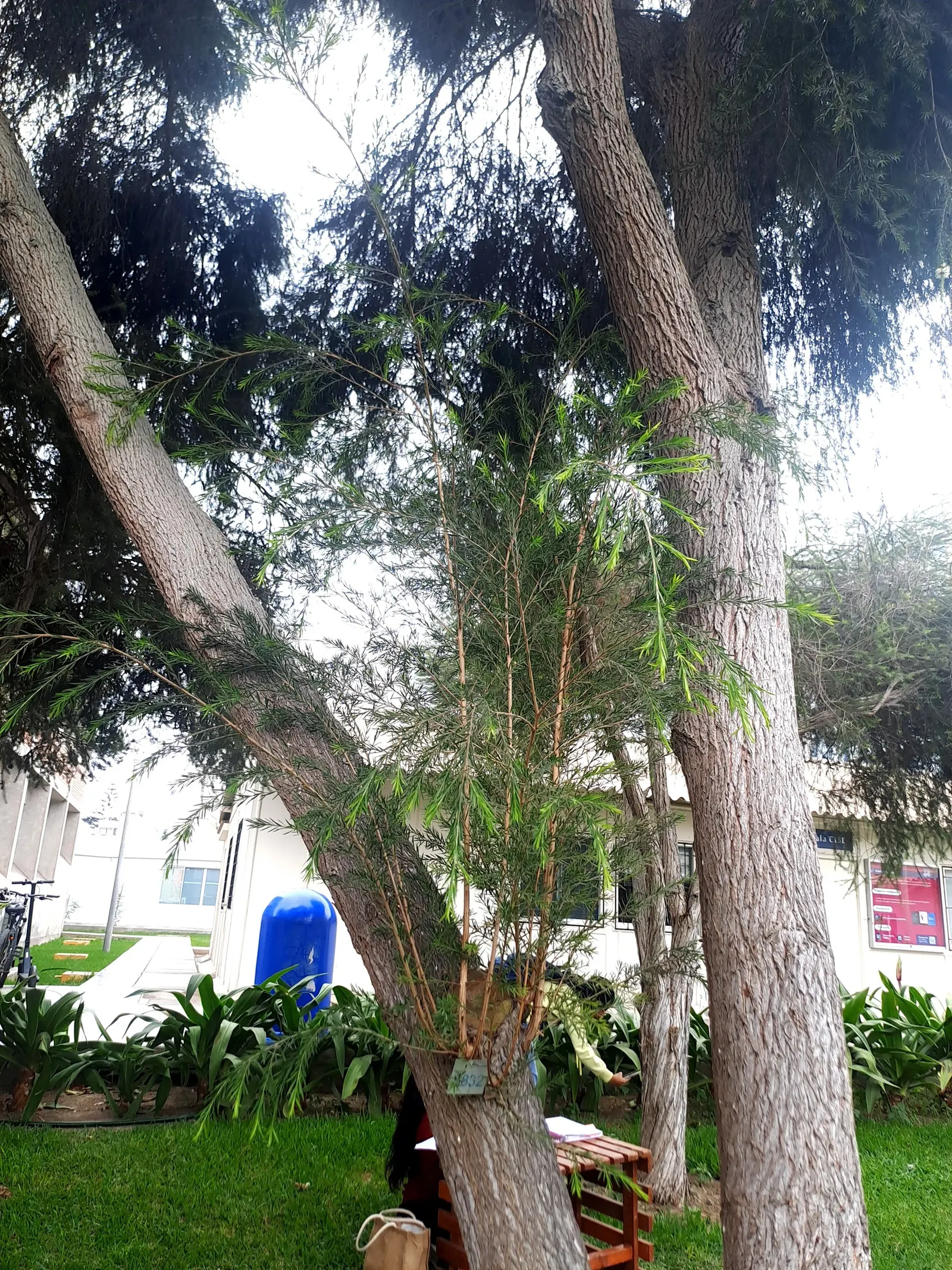 Swamp Paperbark (Melaleuca Ericifolia) — offering year-round interest for the discerning client