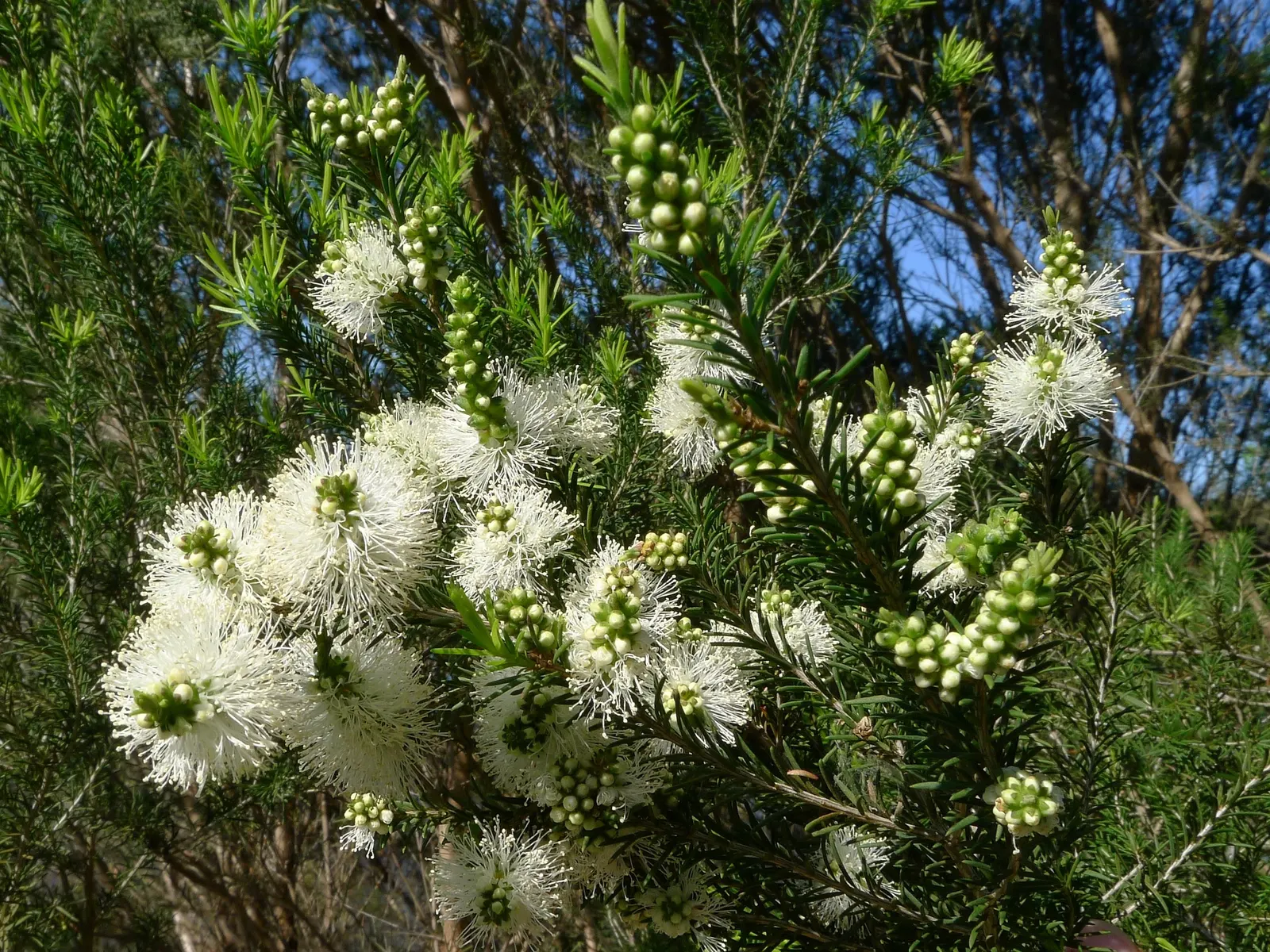 Swamp Paperbark (Melaleuca Ericifolia) — The Swamp Paperbark, Melaleuca ericifolia, thrives in wet conditions, reaching up to 20-30 ft tall; this hardy