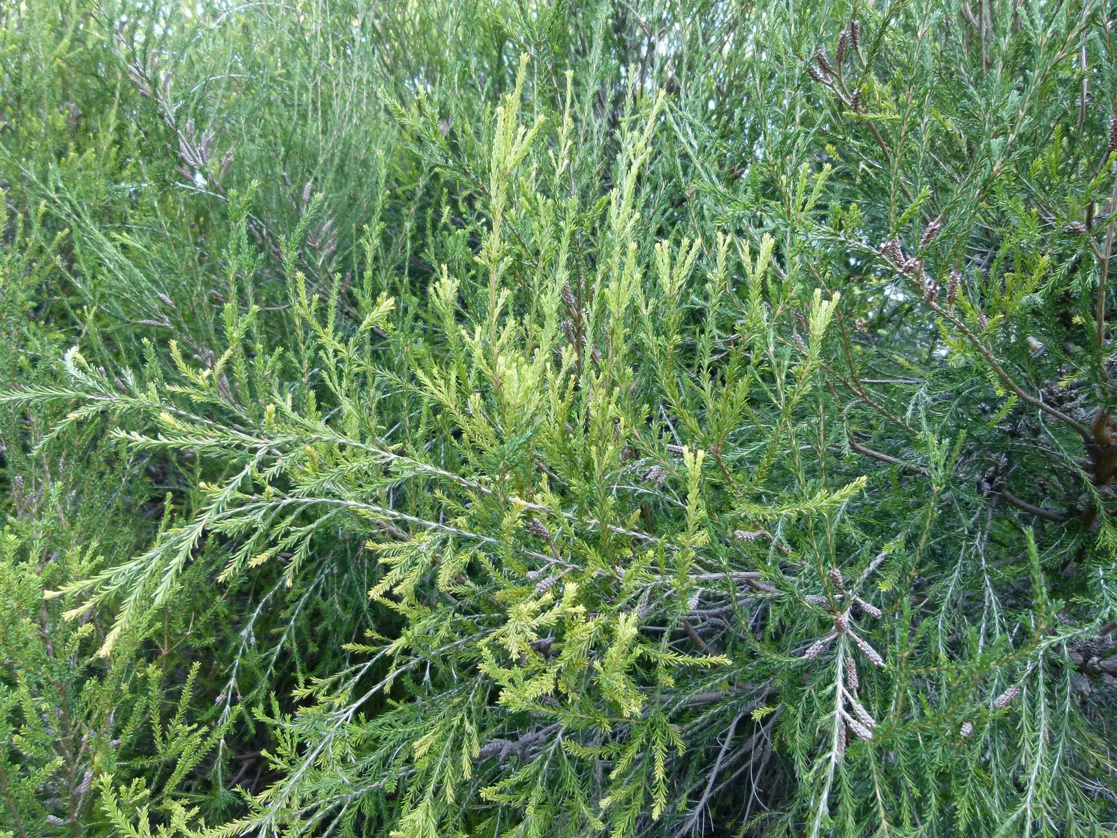 Swamp Paperbark (Melaleuca Ericifolia) — Its bark is a prominent feature