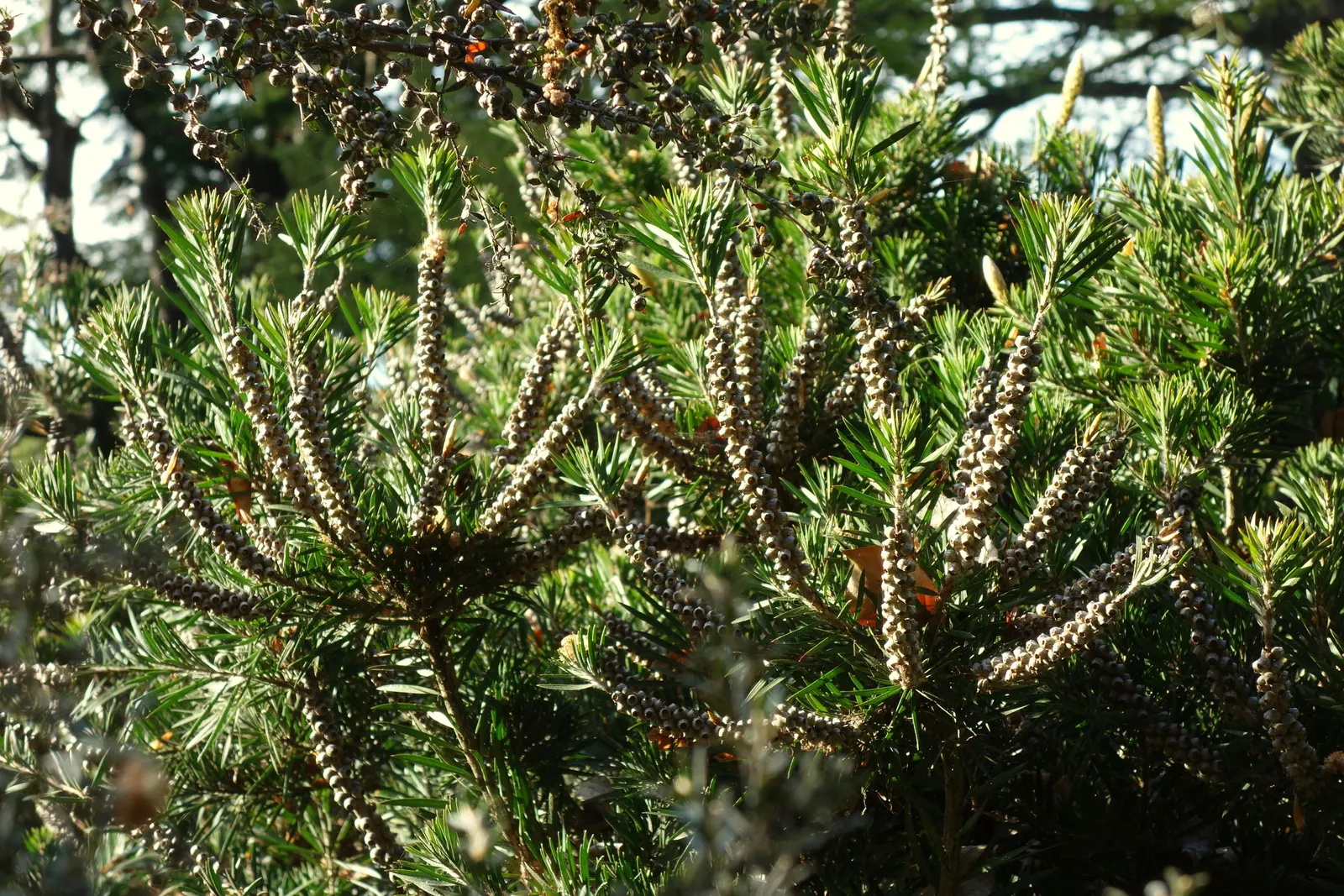 Swamp Paperbark (Melaleuca Ericifolia) — including bees and butterflies