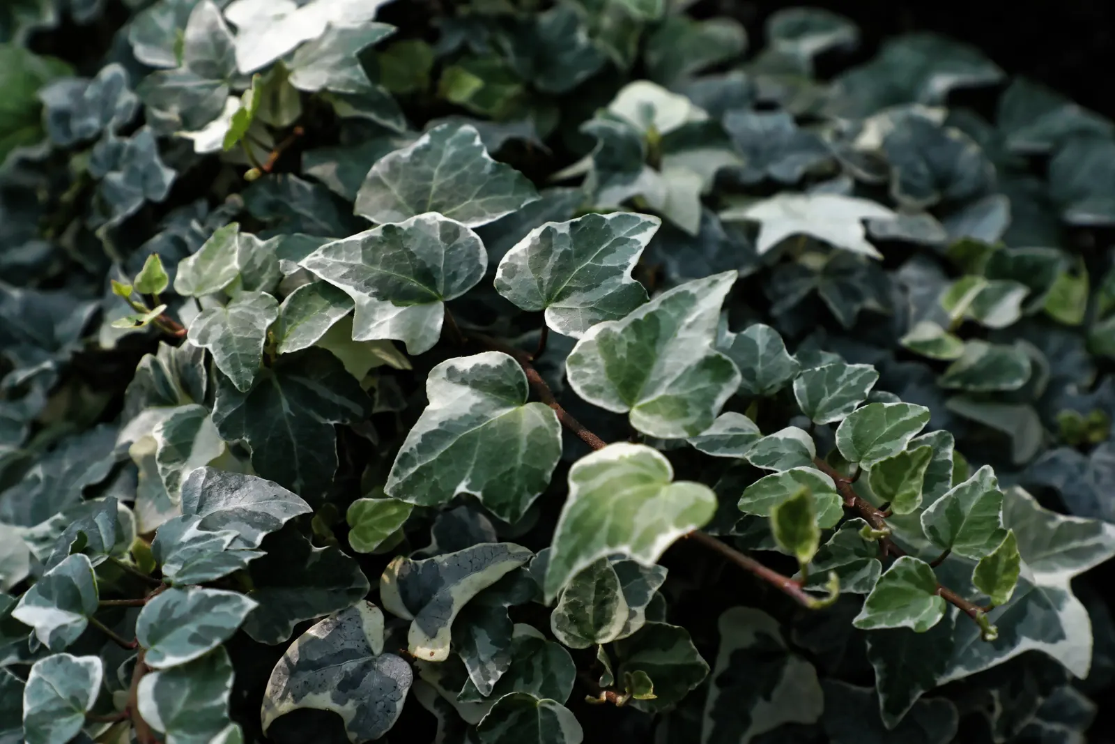 Variegated English Ivy (Hedera Helix 'Variegata') — Reaching up to 8 feet tall with a spread of 3 feet, it's ideal for trellises, walls, or ground cover