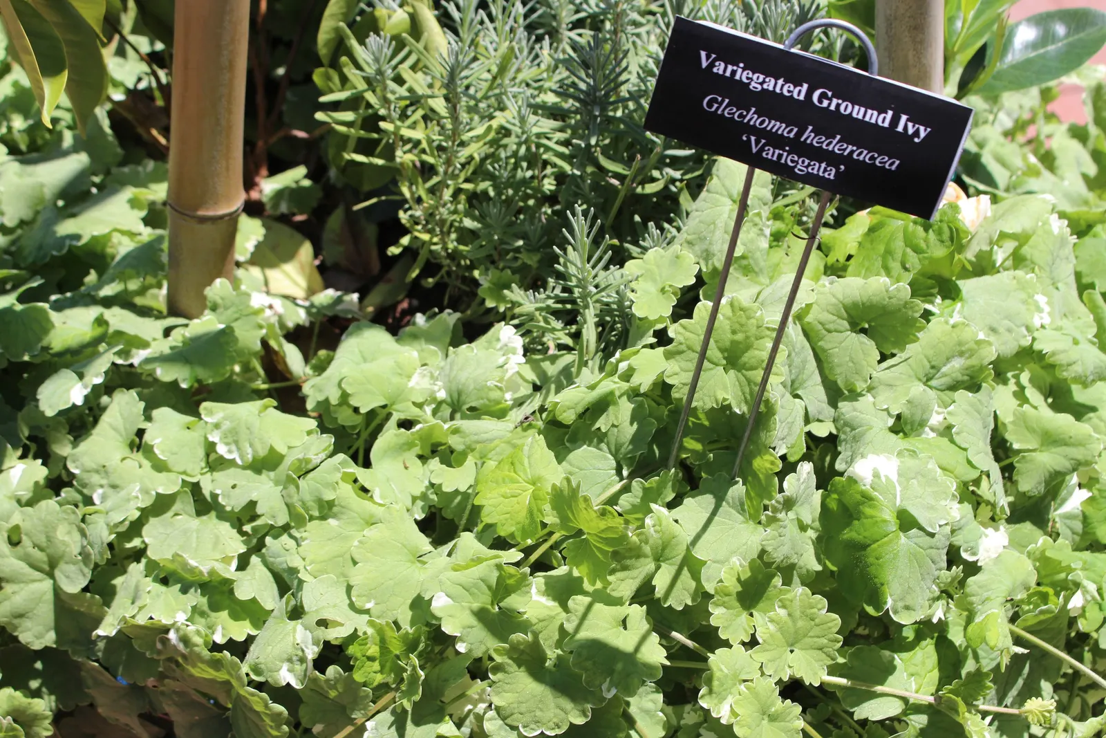 Variegated English Ivy (Hedera Helix 'Variegata') — is a visually striking cultivar of the classic English Ivy