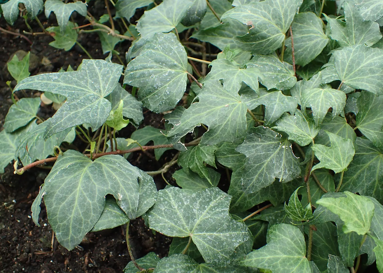 Variegated English Ivy (Hedera Helix 'Variegata') — Hardy in zones 5-9, it thrives in partial to full shade and prefers well-draining soil