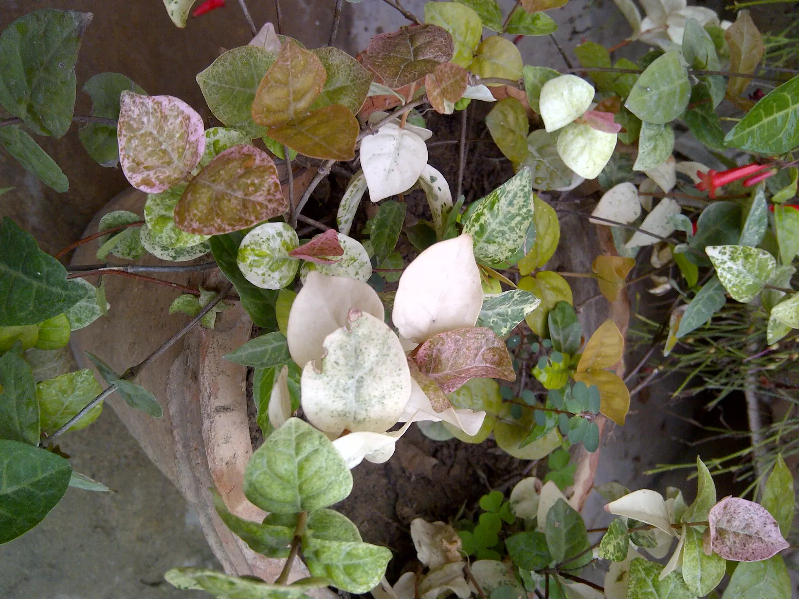 Variegated English Ivy (Hedera Helix 'Variegata') — Variegated English Ivy thrives in part shade to full shade