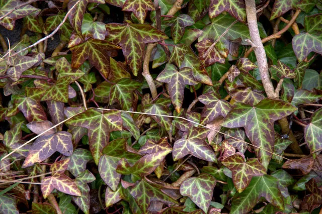 Variegated English Ivy (Hedera Helix 'Variegata') — making it an adaptable choice for areas where other plants might struggle due to low light conditions
