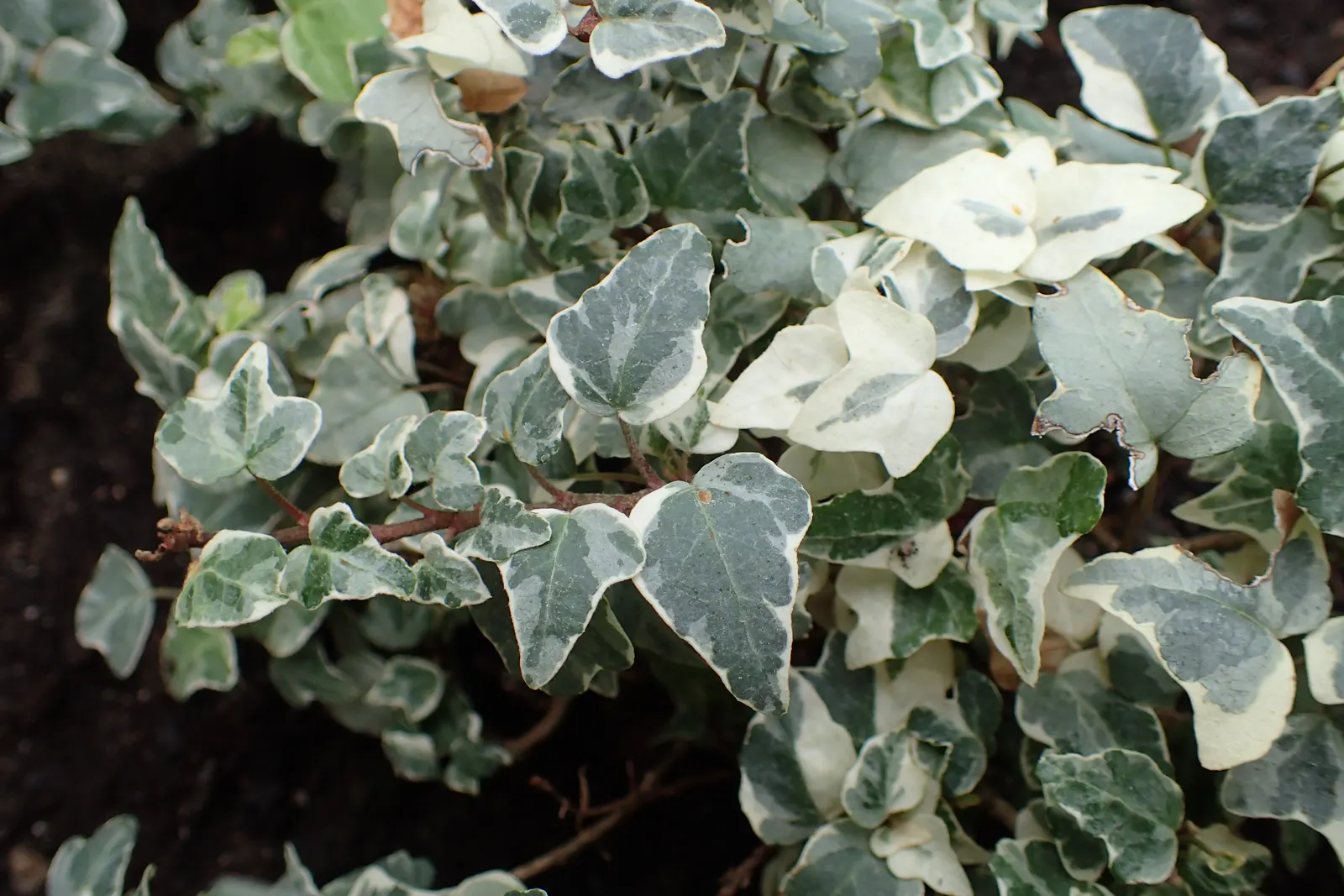 Variegated English Ivy (Hedera Helix 'Variegata') — Variegated English Ivy (Hedera helix 'Variegata') is a striking