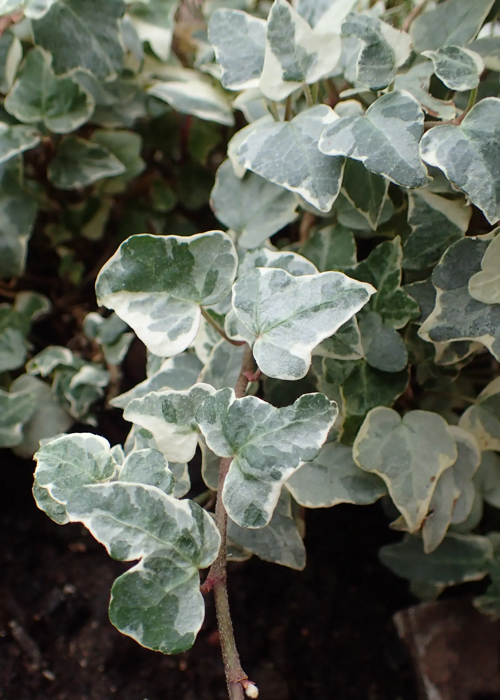 Variegated English Ivy (Hedera Helix 'Variegata') — Each leaf typically spans about 2 to 4 inches wide