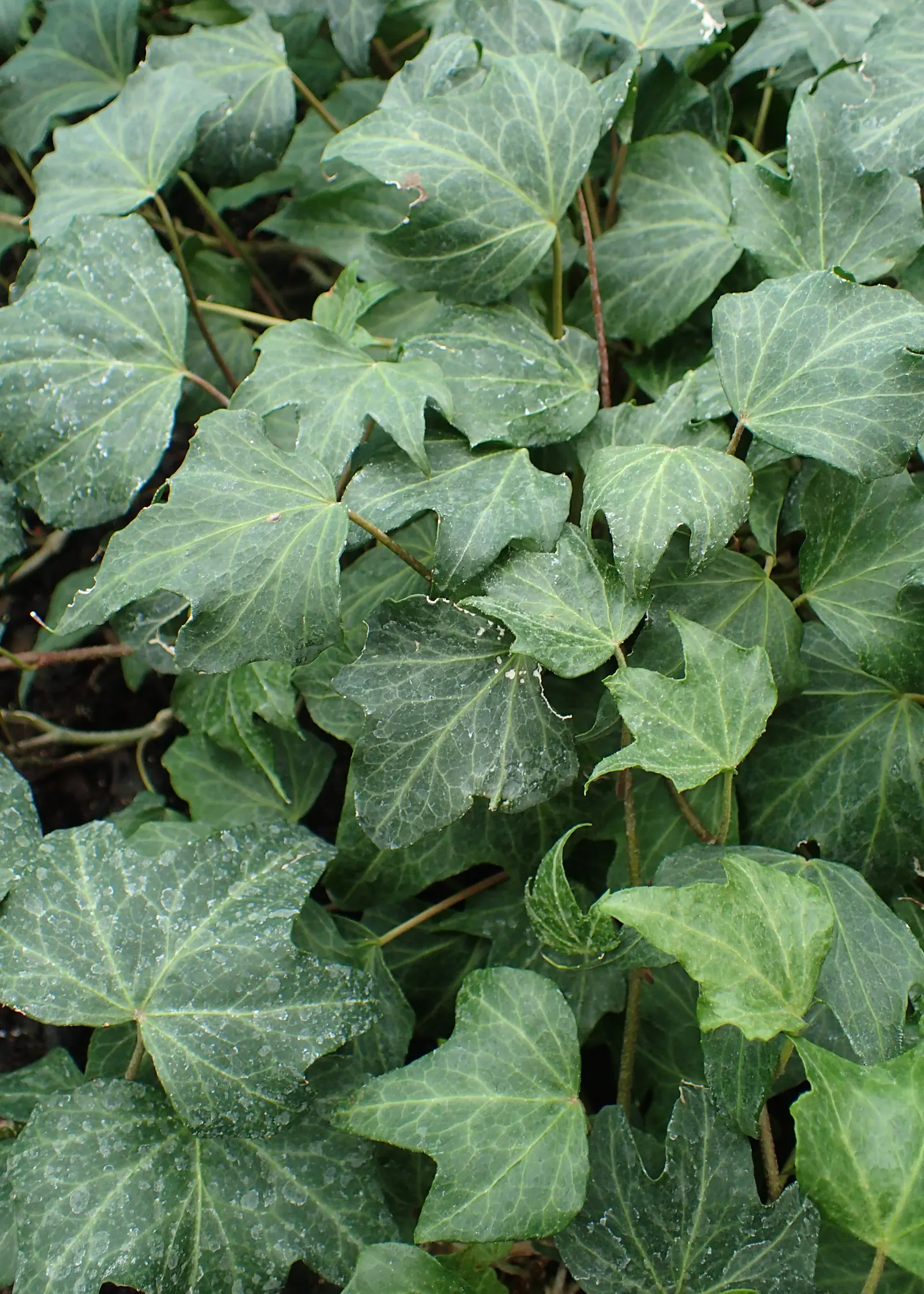 Variegated English Ivy (Hedera Helix 'Variegata') — glossy leaves edged in creamy white
