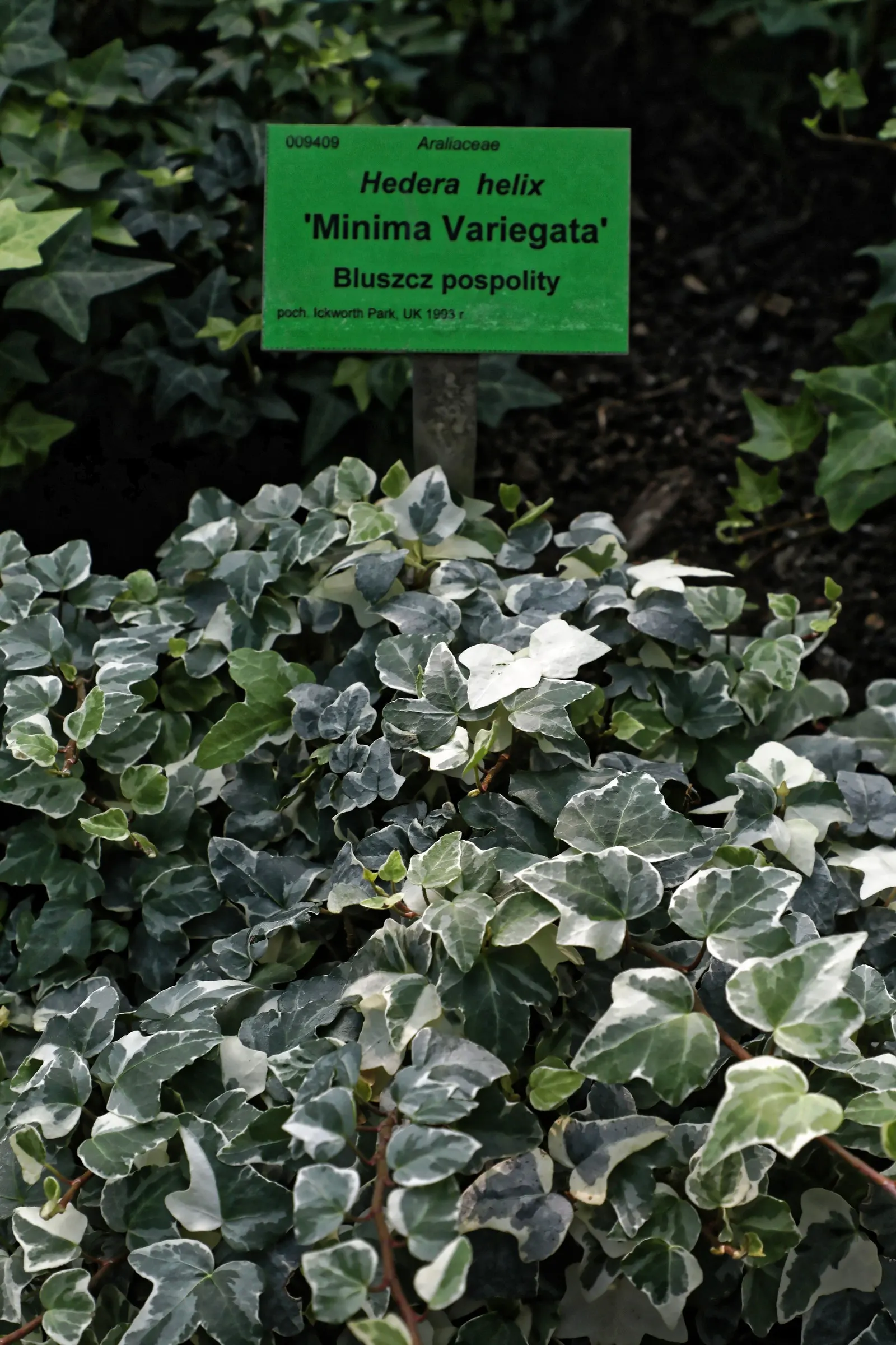 Variegated English Ivy (Hedera Helix 'Variegata') — Moderate water needs and occasional pruning keep it flourishing and prevent overgrowth