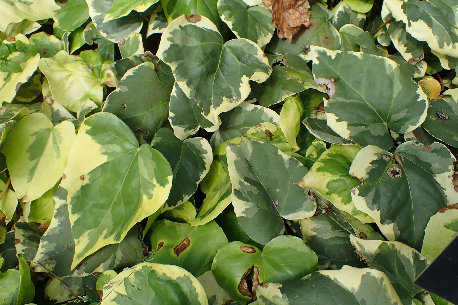 Variegated English Ivy (Hedera Helix 'Variegata') — evergreen climber with heart-shaped