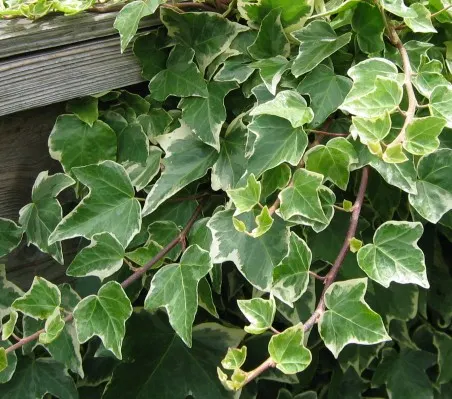 Variegated English Ivy (Hedera Helix 'Variegata') — botanically named Hedera helix 'Variegata'