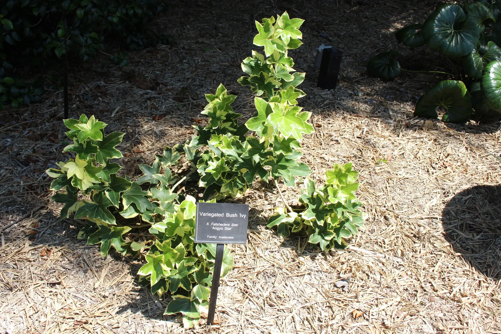 Variegated English Ivy (Hedera Helix 'Variegata') — bearing a creamy white to pale yellow edge against a deep green center.<br><br>Hardy in USDA zones 5