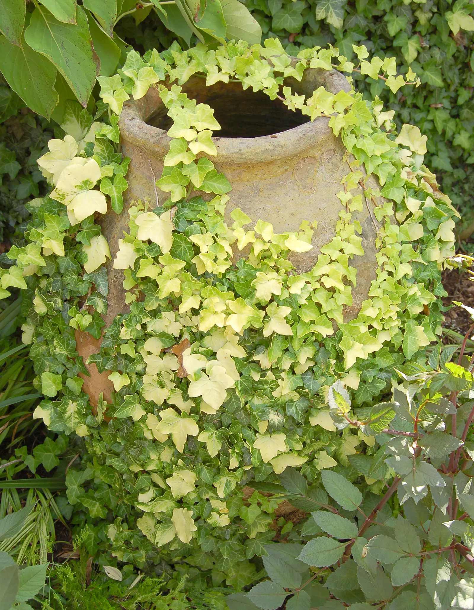 Variegated English Ivy (Hedera Helix 'Variegata') — Highly valued for landscape designs