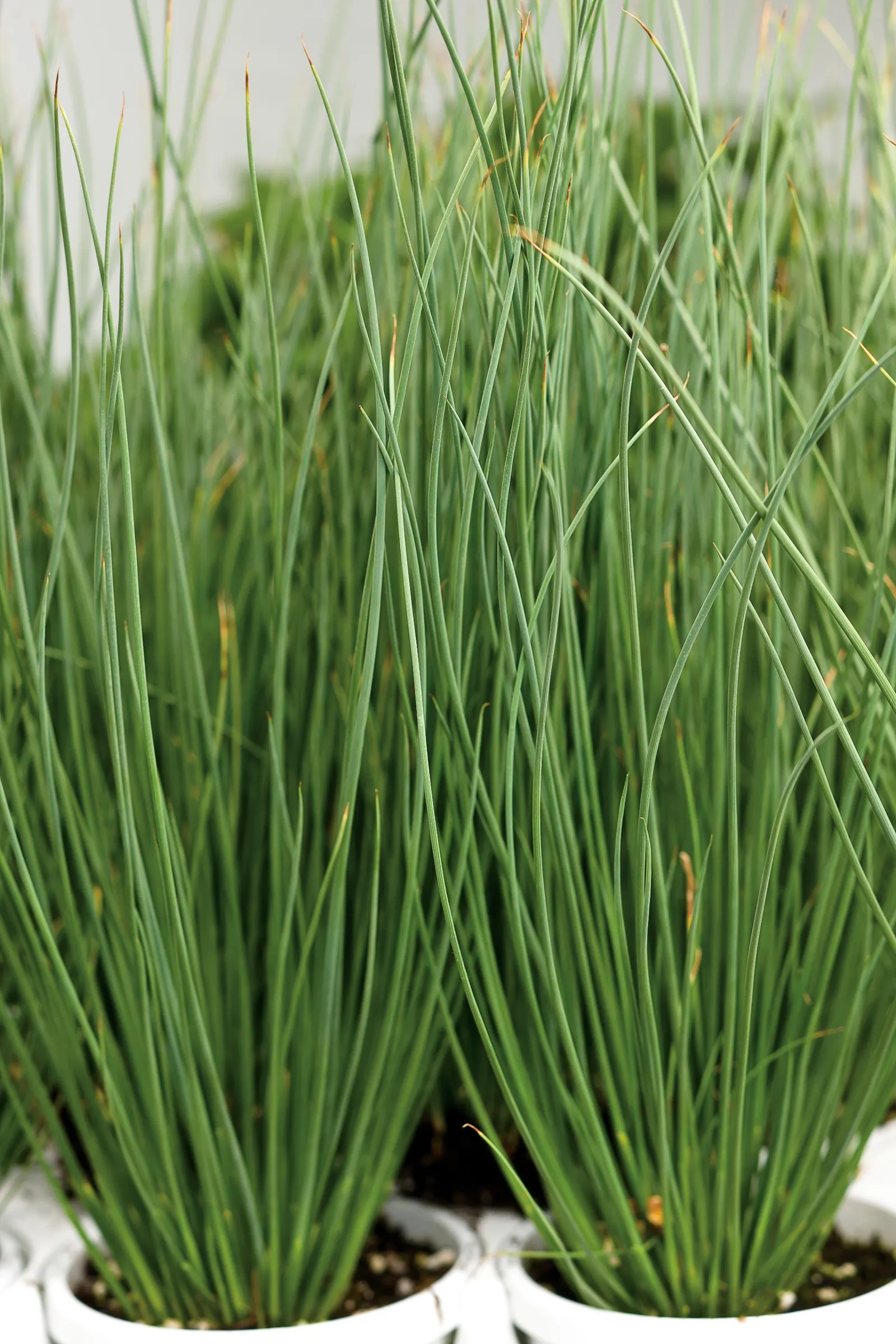 Blue Mohawk® Soft Rush (Juncus inflexus) — making this water loving ornamental grass thrive in summer conditions; warm season grasses turn shades, image 96