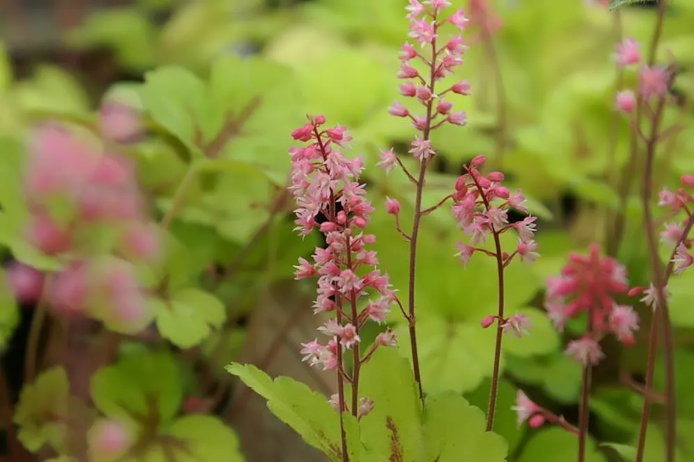 Sunspot Heucherella (Heucherella 'Sunspot') — creating a sunspot effect