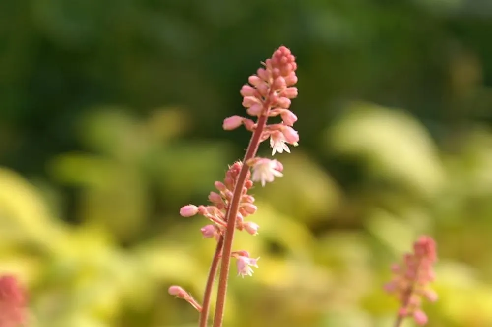 Sunspot Heucherella (Heucherella 'Sunspot') — This versatile plant thrives in partial shade to full shade