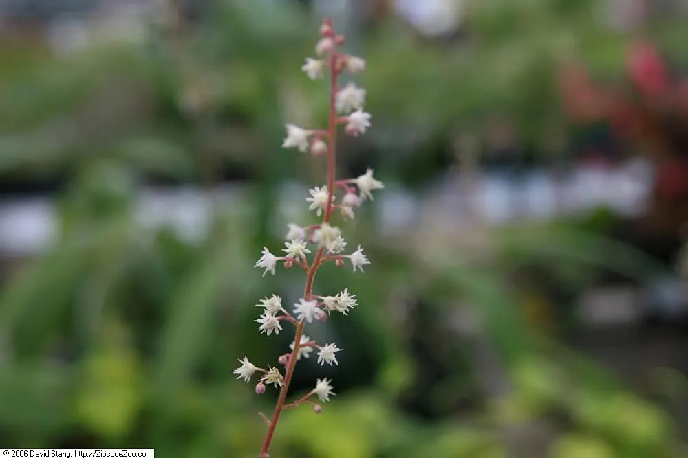 Sunspot Heucherella (Heucherella 'Sunspot') — reaching a modest height of 10 inches and spreading up to 15 inches wide